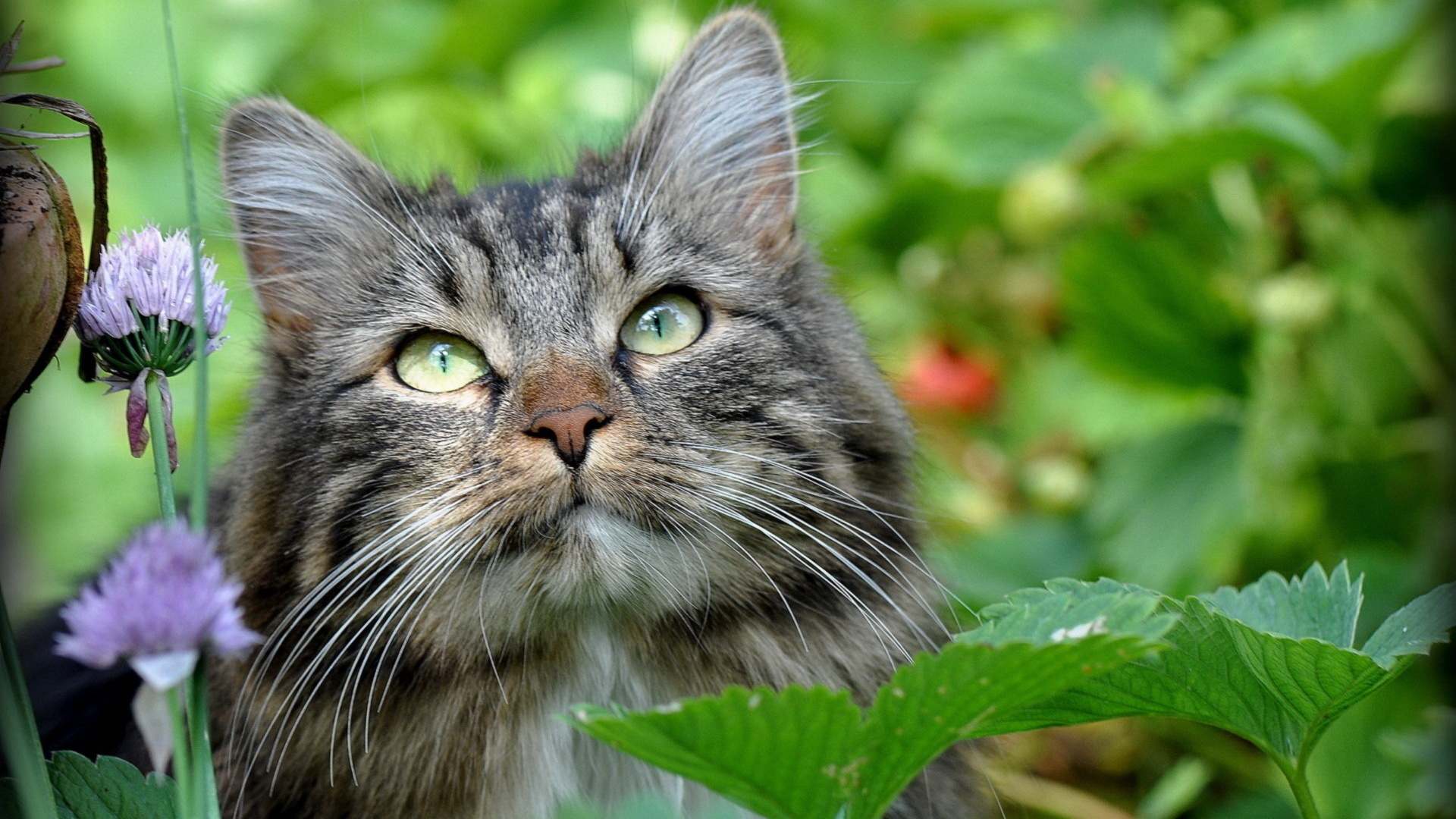 Téléchargez des papiers peints mobile Animaux, Chat gratuitement.