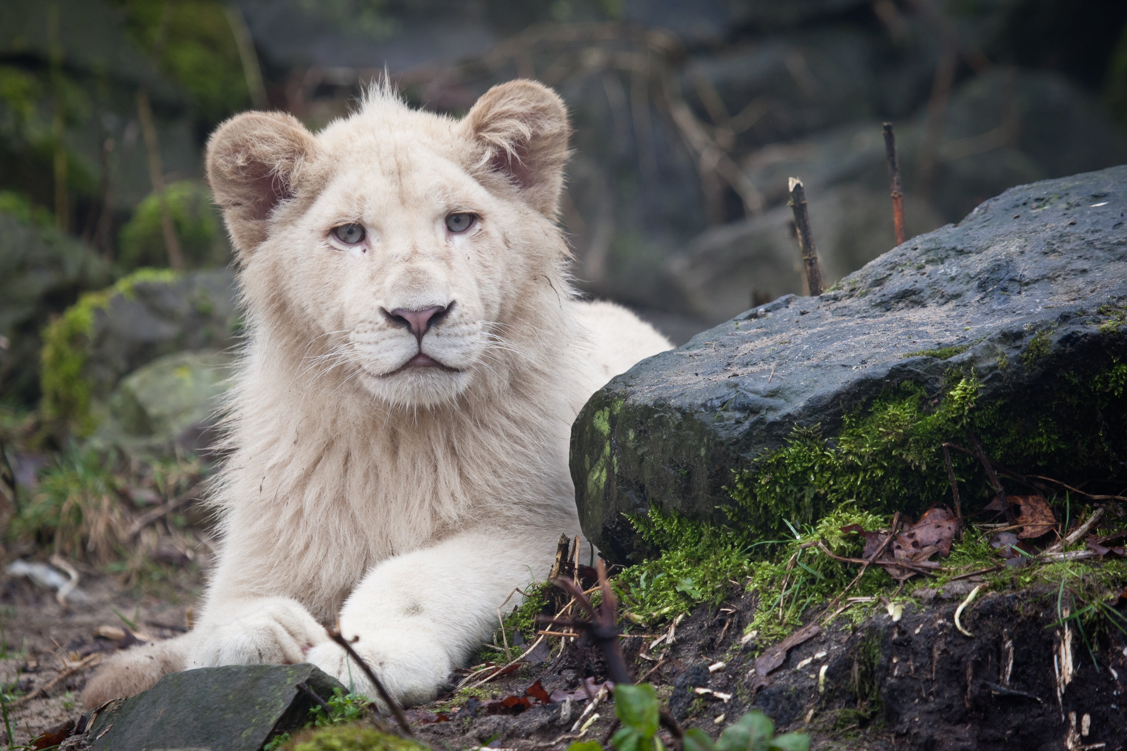 animal, white lion