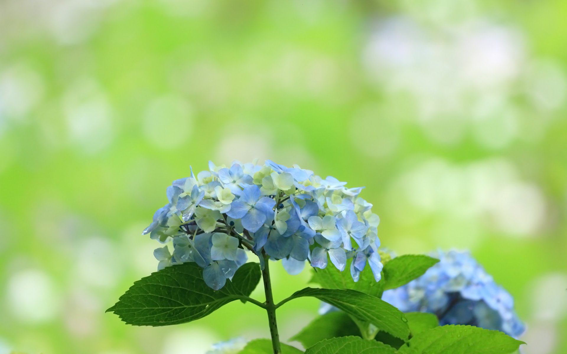 Téléchargez gratuitement l'image Fleurs, Hortensia, Terre/nature sur le bureau de votre PC