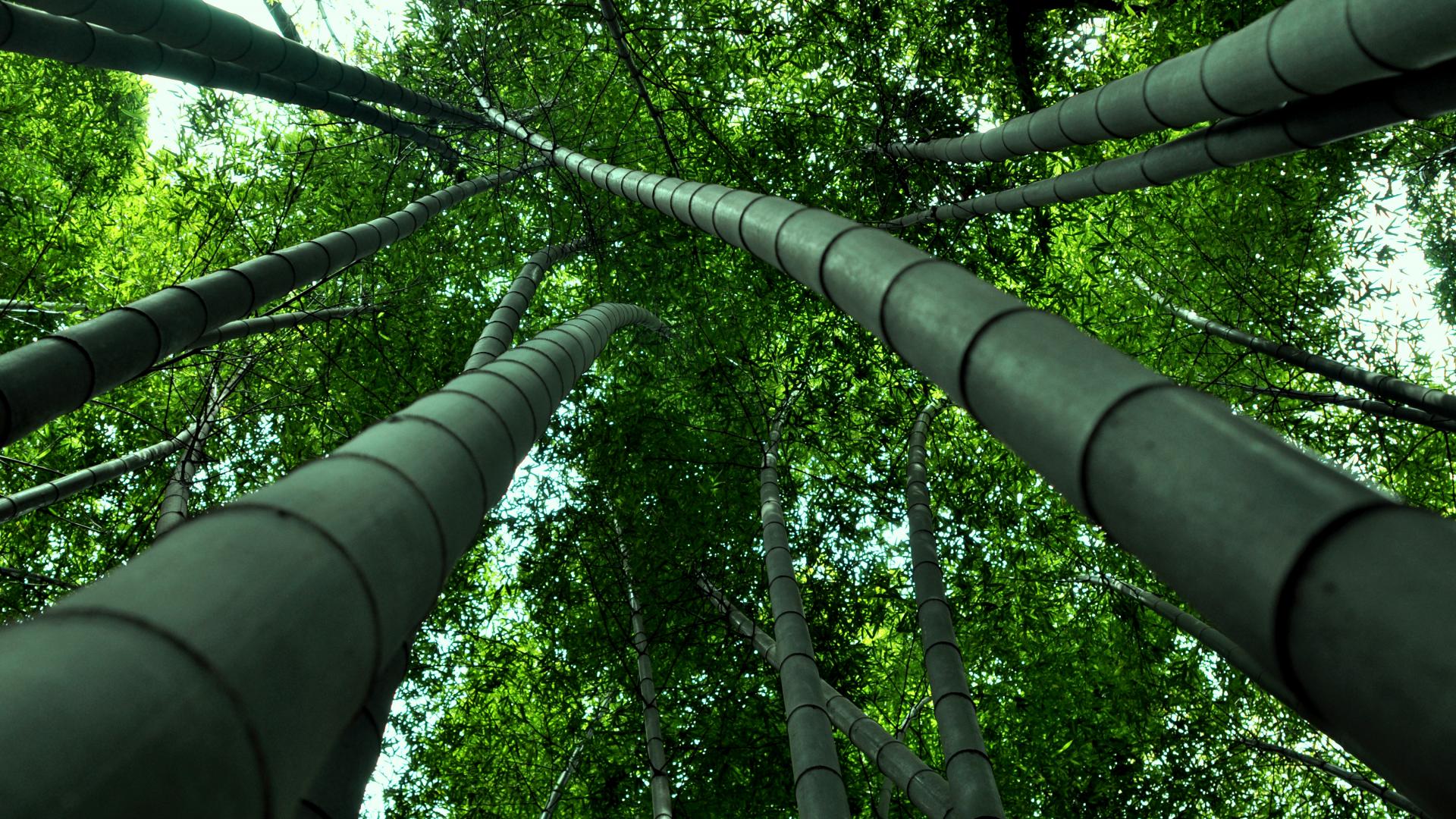 607152 descargar fondo de pantalla tierra/naturaleza, bambú: protectores de pantalla e imágenes gratis