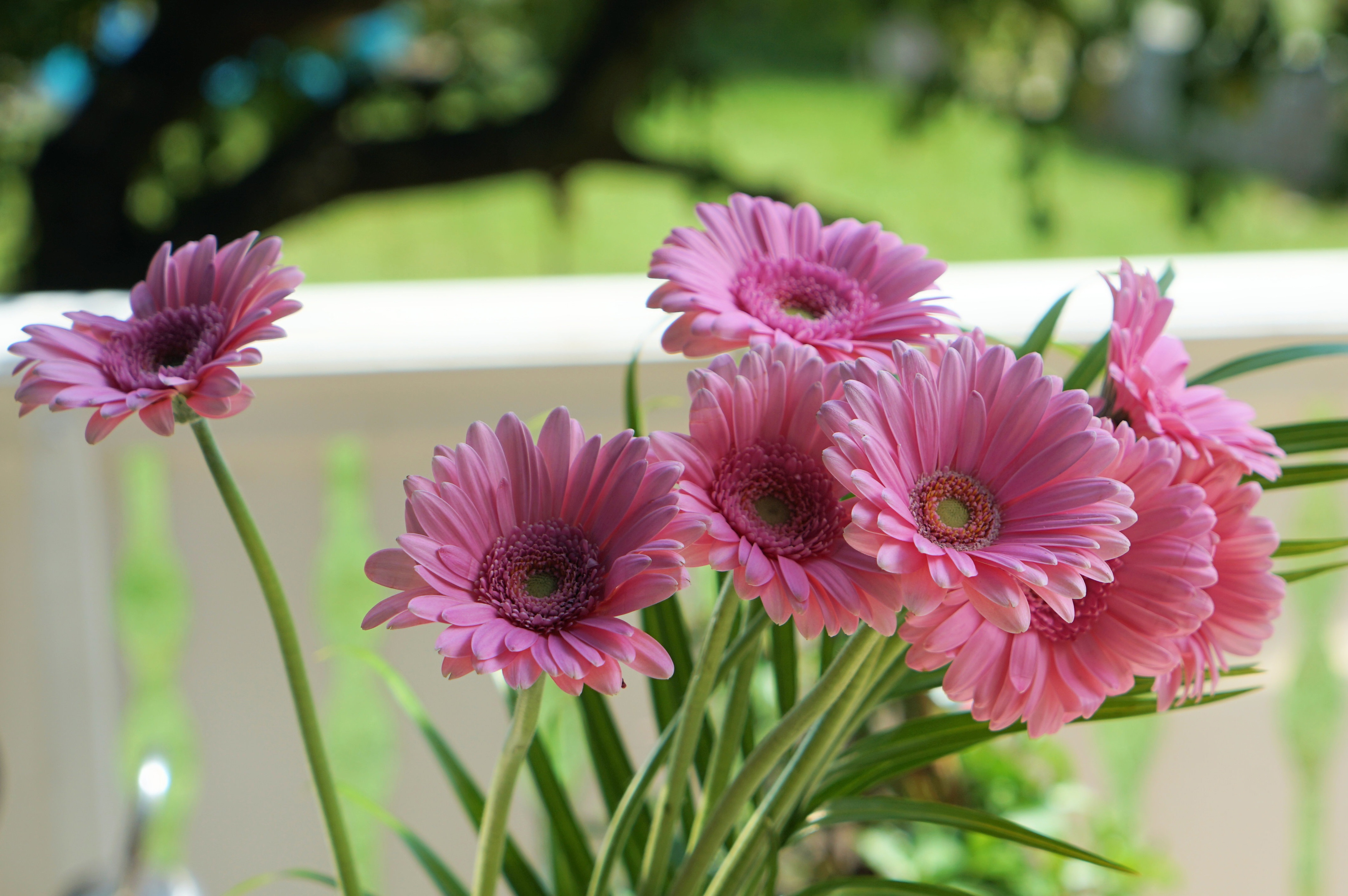 Laden Sie das Gerbera, Erde/natur, Pinke Blume-Bild kostenlos auf Ihren PC-Desktop herunter