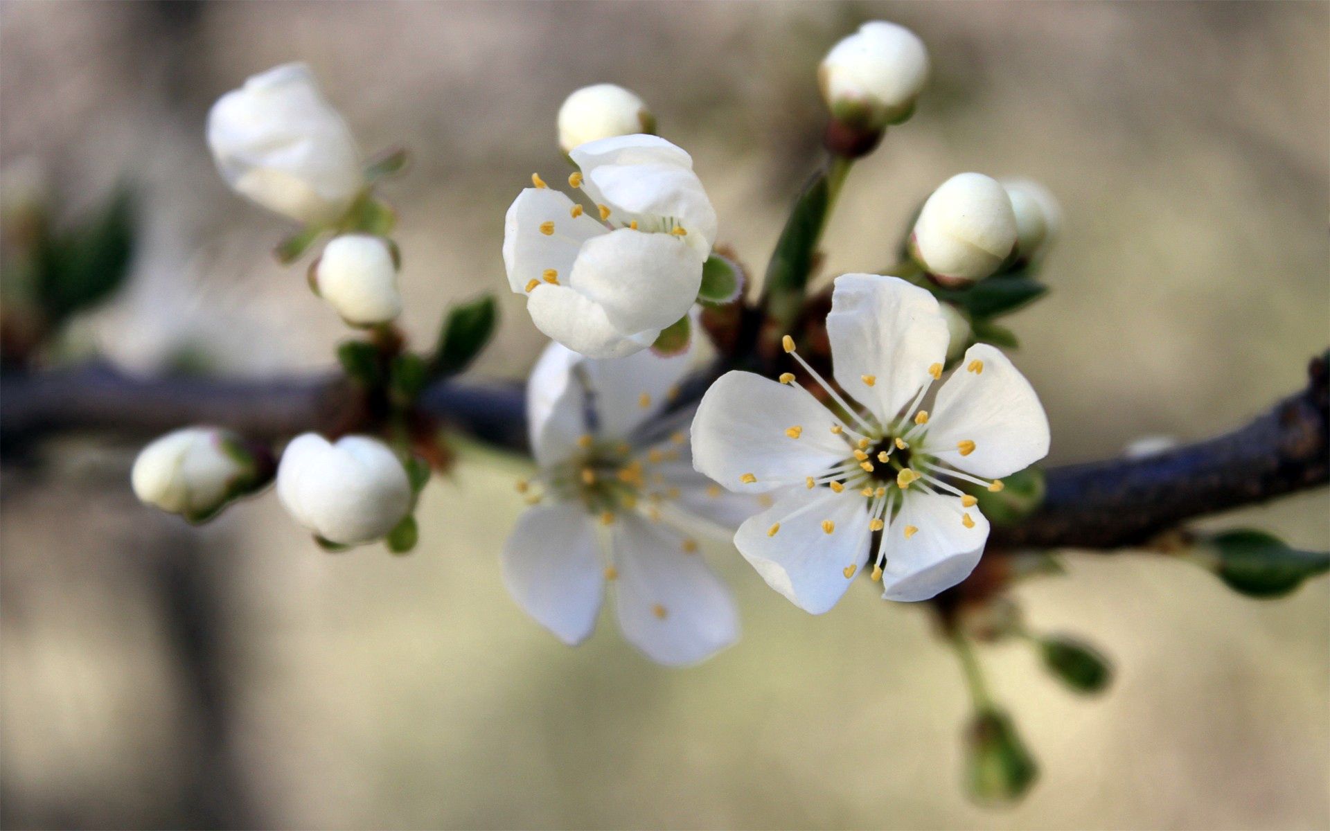 Download mobile wallpaper Branch, Macro, Bloom, Flowering, Flowers, Spring for free.