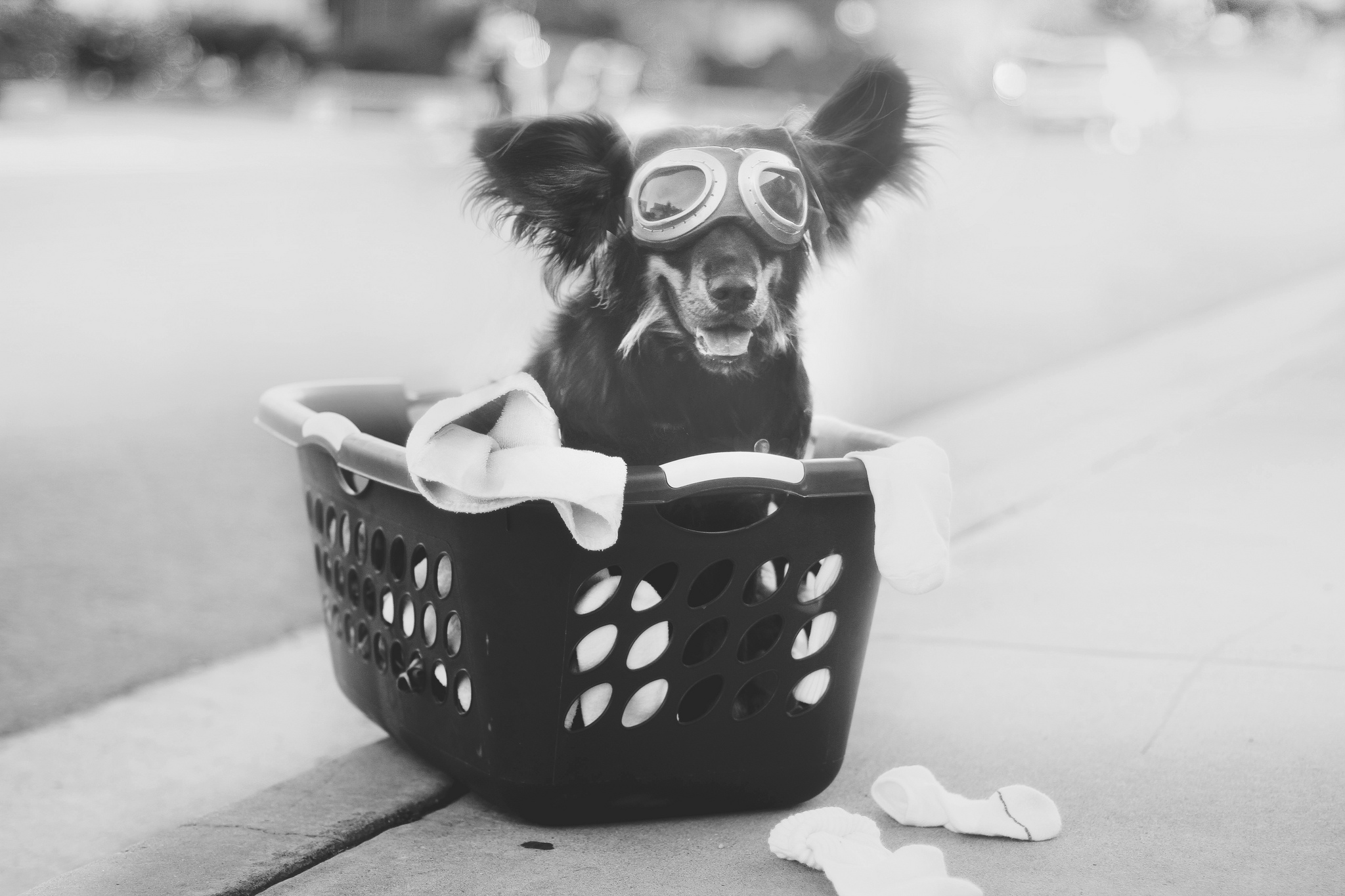 Download mobile wallpaper Goggles, Australian Shepherd, Dogs, Black & White, Funny, Dog, Animal, Cute for free.