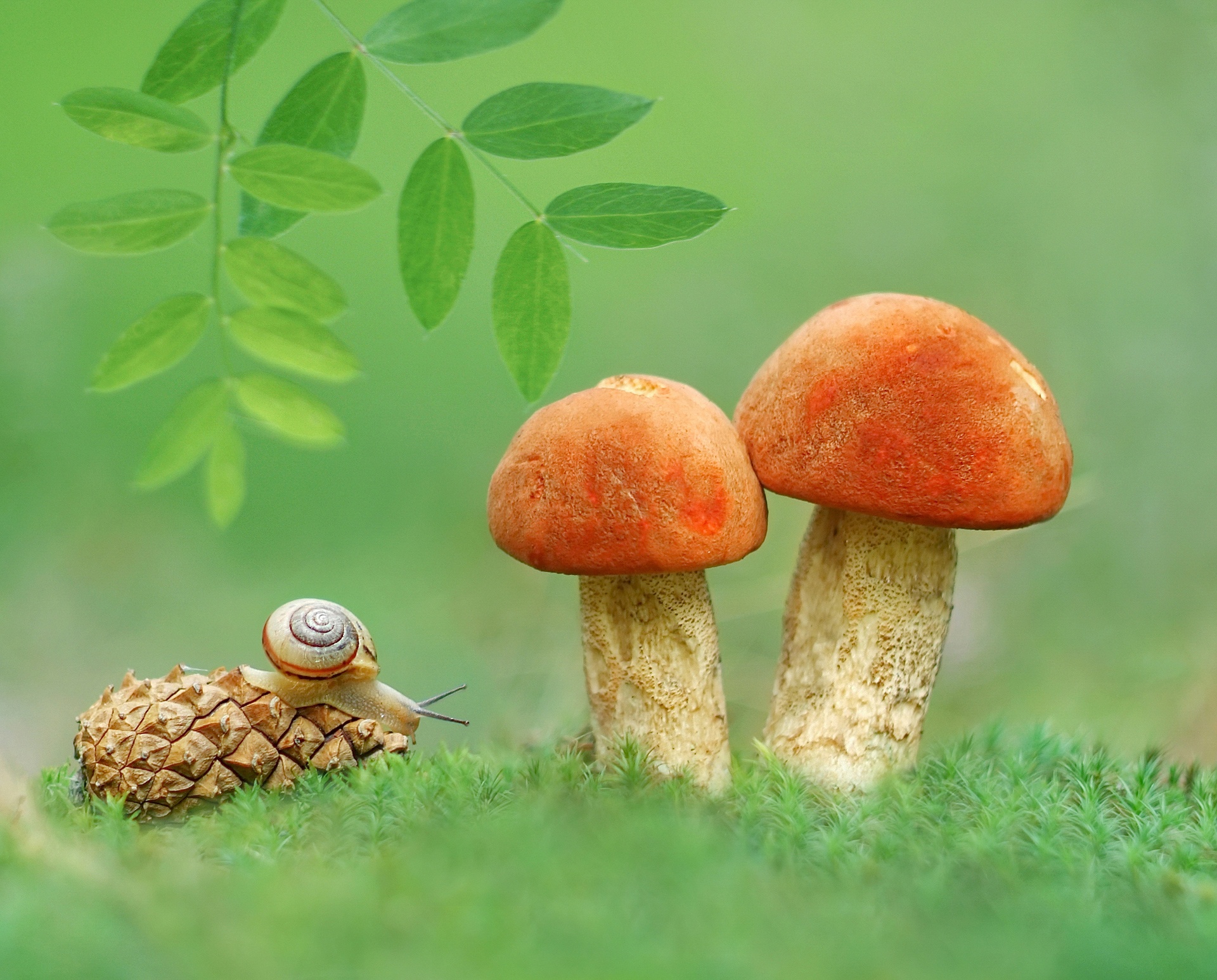 Laden Sie das Tiere, Natur, Herbst, Makro, Pilz, Schnecke, Tannenzapfen-Bild kostenlos auf Ihren PC-Desktop herunter