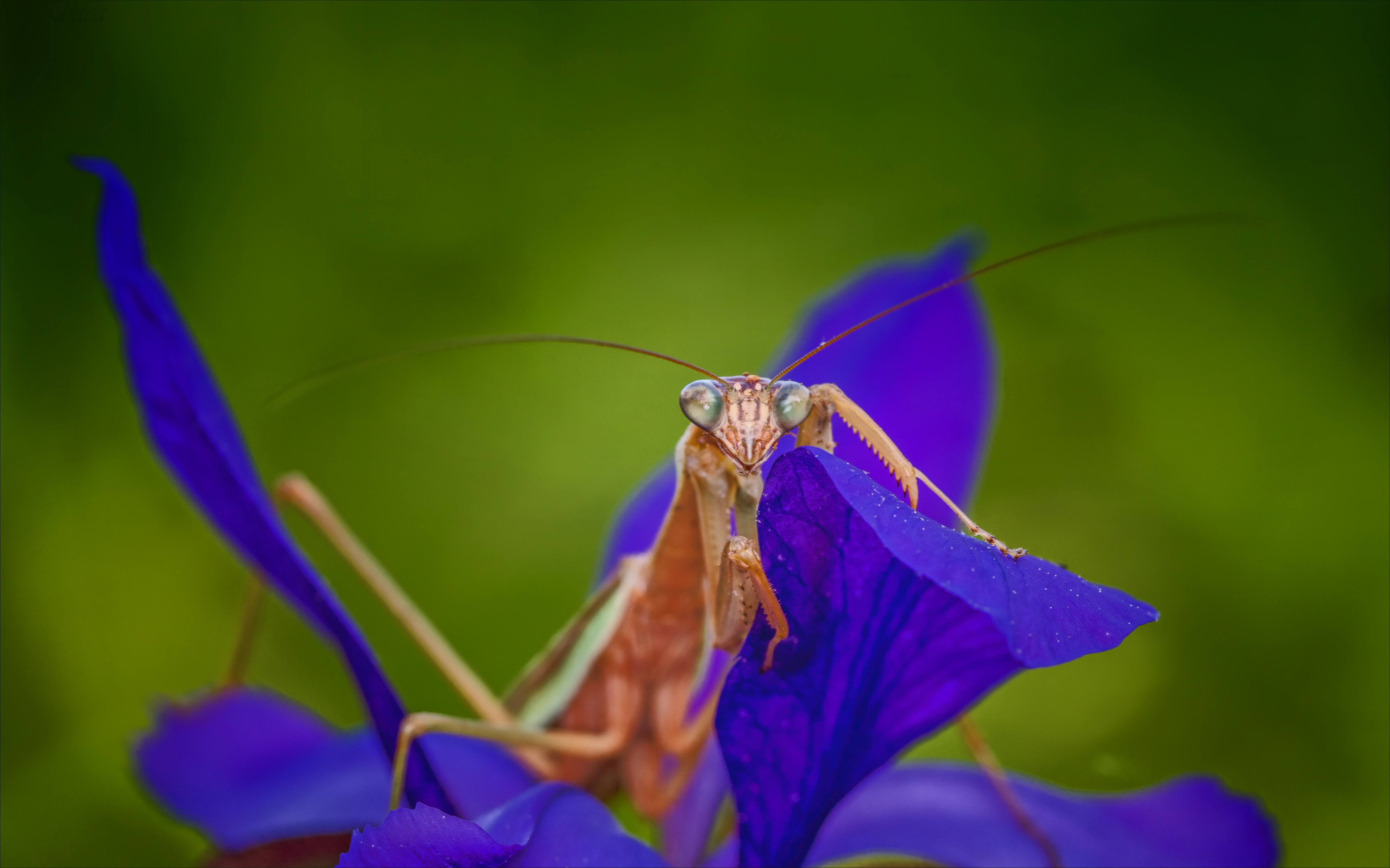 Descarga gratis la imagen Animales, Insectos, Insecto, Mantis Religiosa en el escritorio de tu PC