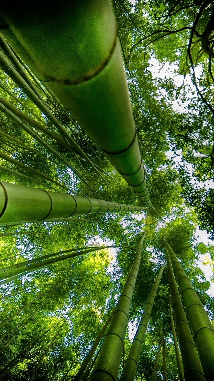 Baixar papel de parede para celular de Natureza, Floresta, Vegetação, Bambu, Terra/natureza gratuito.