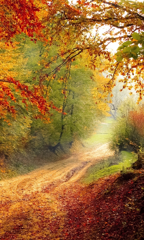 Скачать картинку Осень, Лес, Дерево, Дорожка, Падать, Земля/природа, Грязная Дорога в телефон бесплатно.