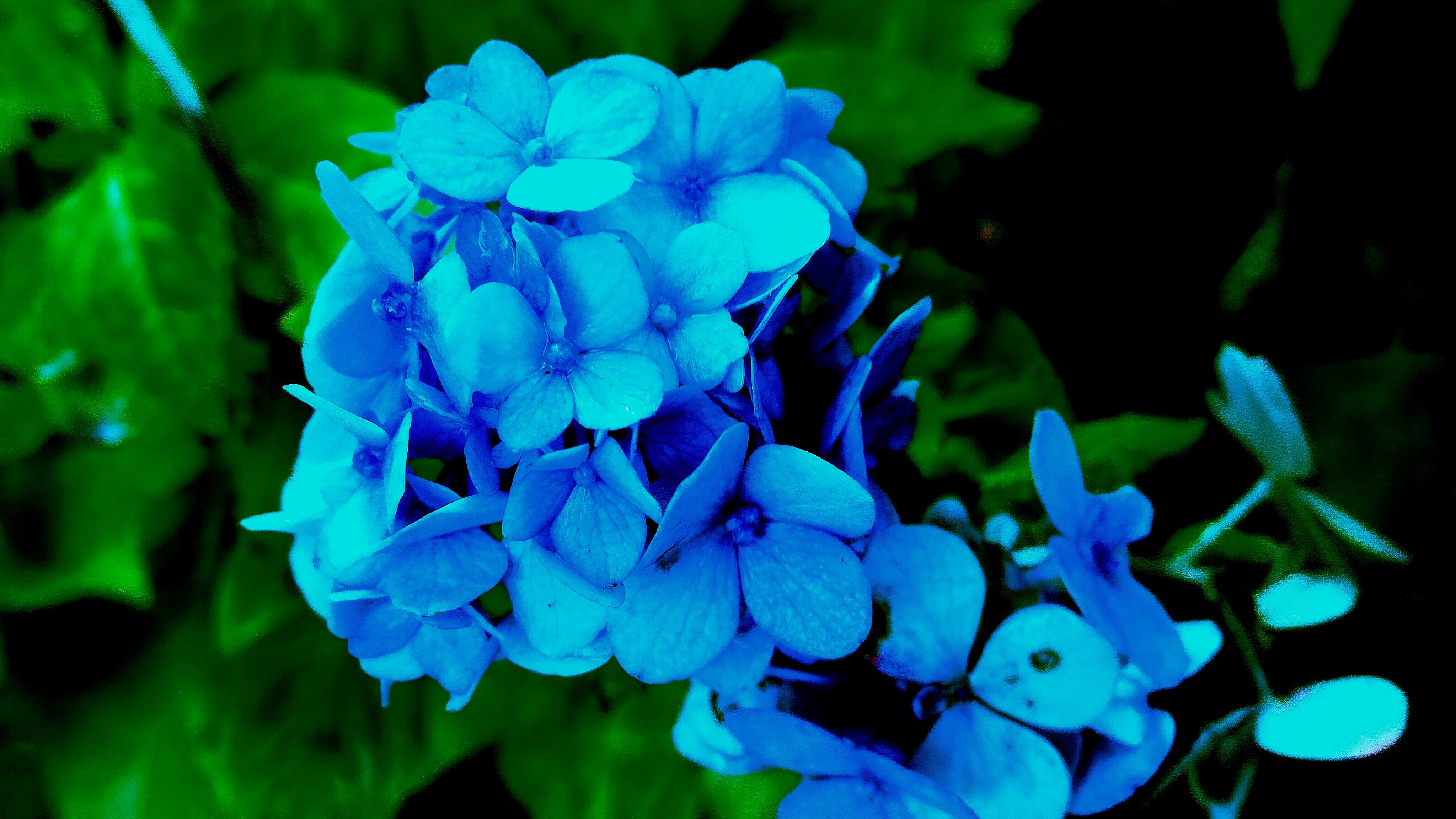 PCデスクトップにあじさい, ブッシュ, 青い, 花びら, フラワーズ, 紫陽花画像を無料でダウンロード