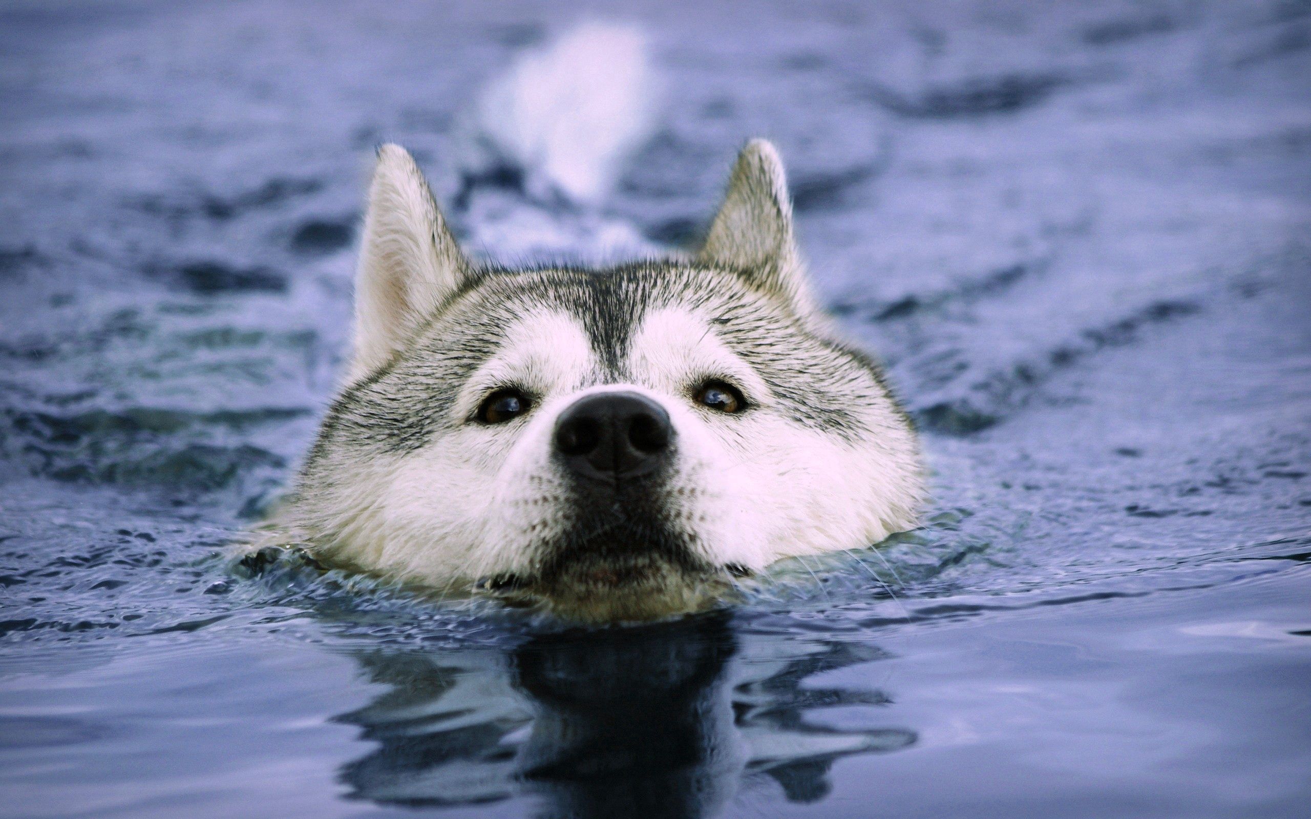 animals, dog, muzzle, wet, to swim, swim High Definition image