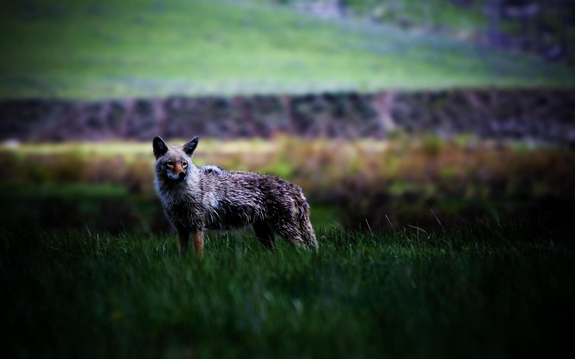 590398 Hintergrundbild herunterladen tiere, koyote, eckzahn - Bildschirmschoner und Bilder kostenlos