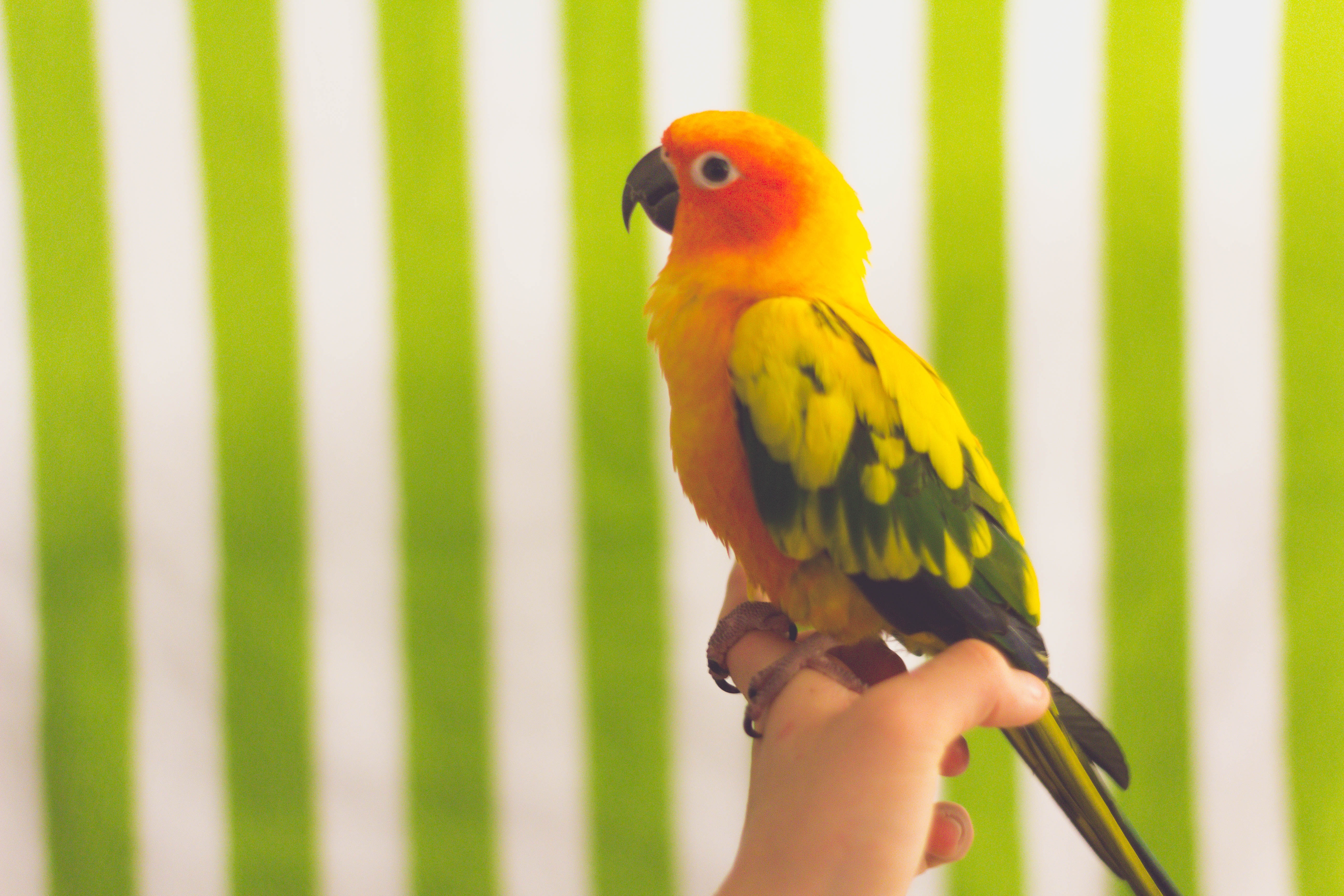 Handy-Wallpaper Tiere, Vogel, Motley, Mehrfarbig, Papageien kostenlos herunterladen.