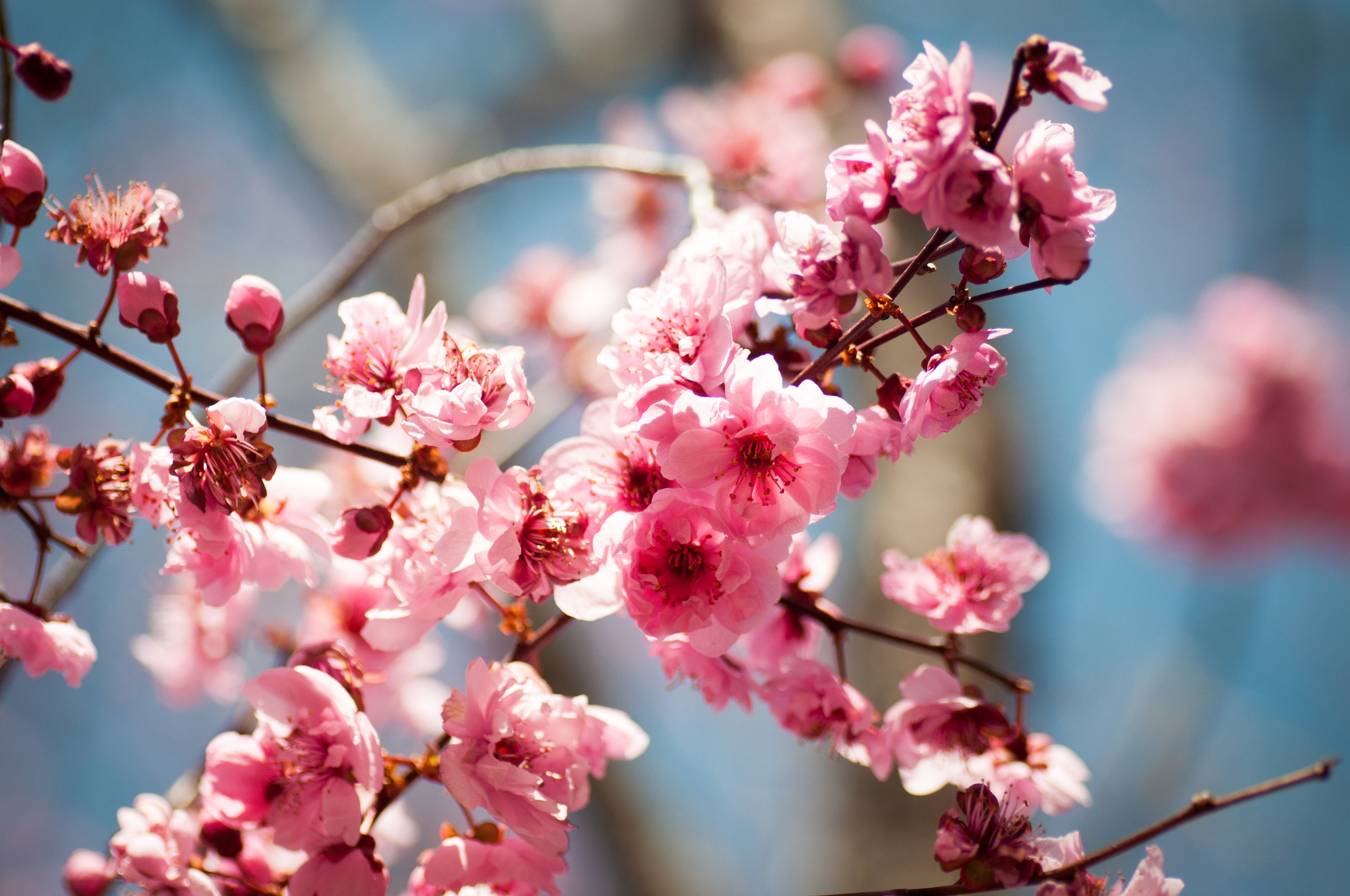 Free download wallpaper Blossom, Flowers, Earth on your PC desktop