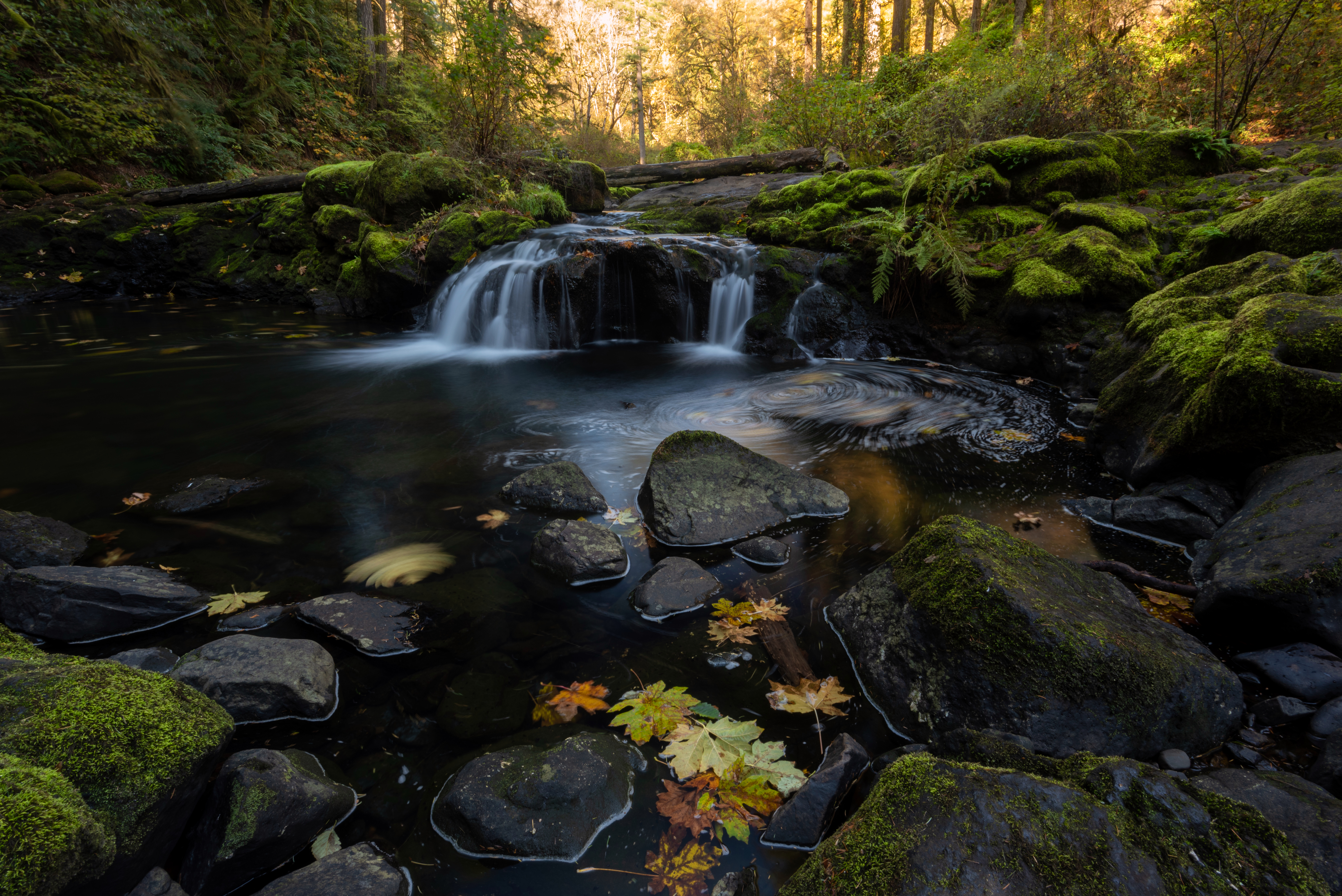 forest, nature, water, stones, autumn, creek, brook