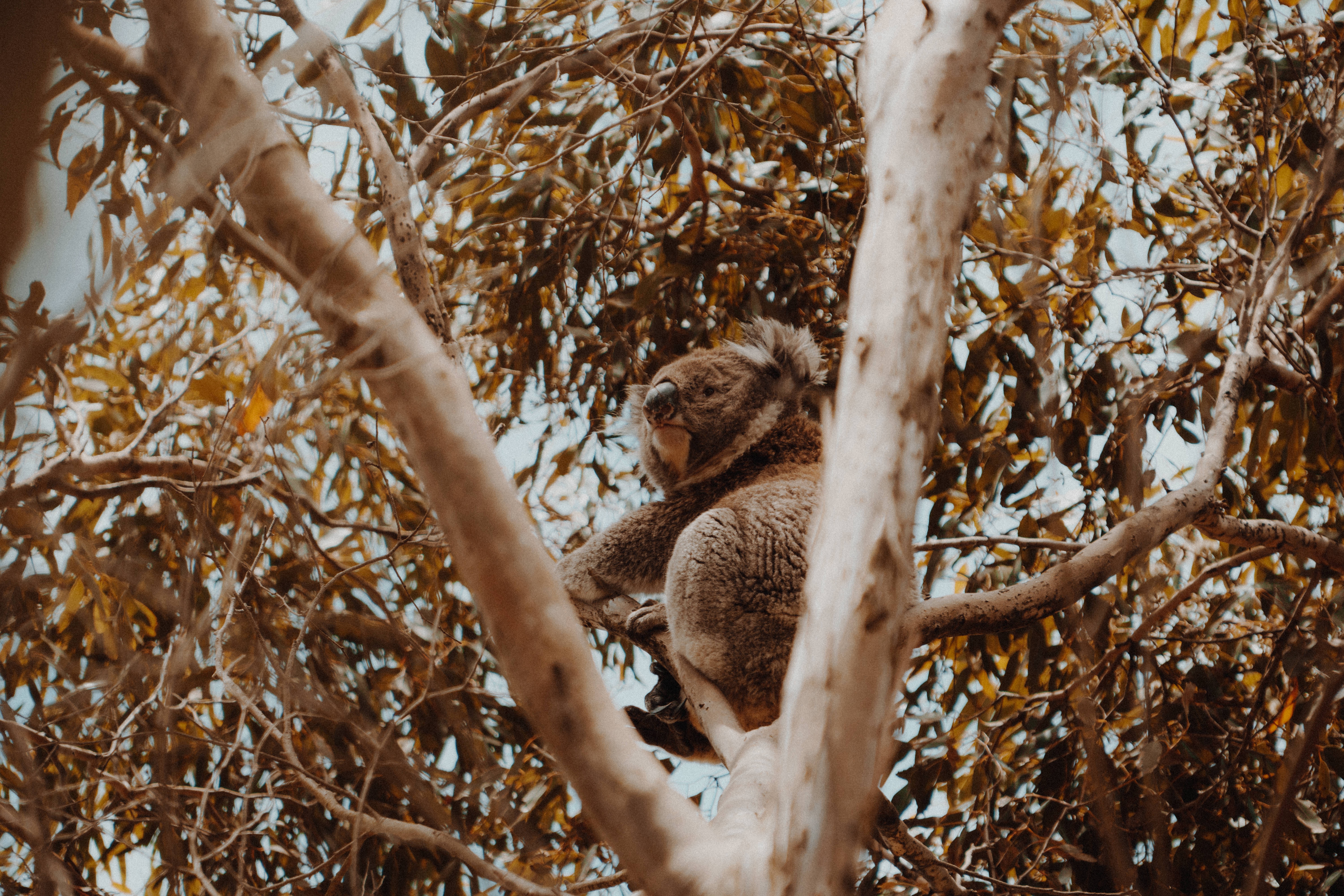 Download mobile wallpaper Tree, Wood, Animal, Animals, Exotic, Koala, Wildlife for free.