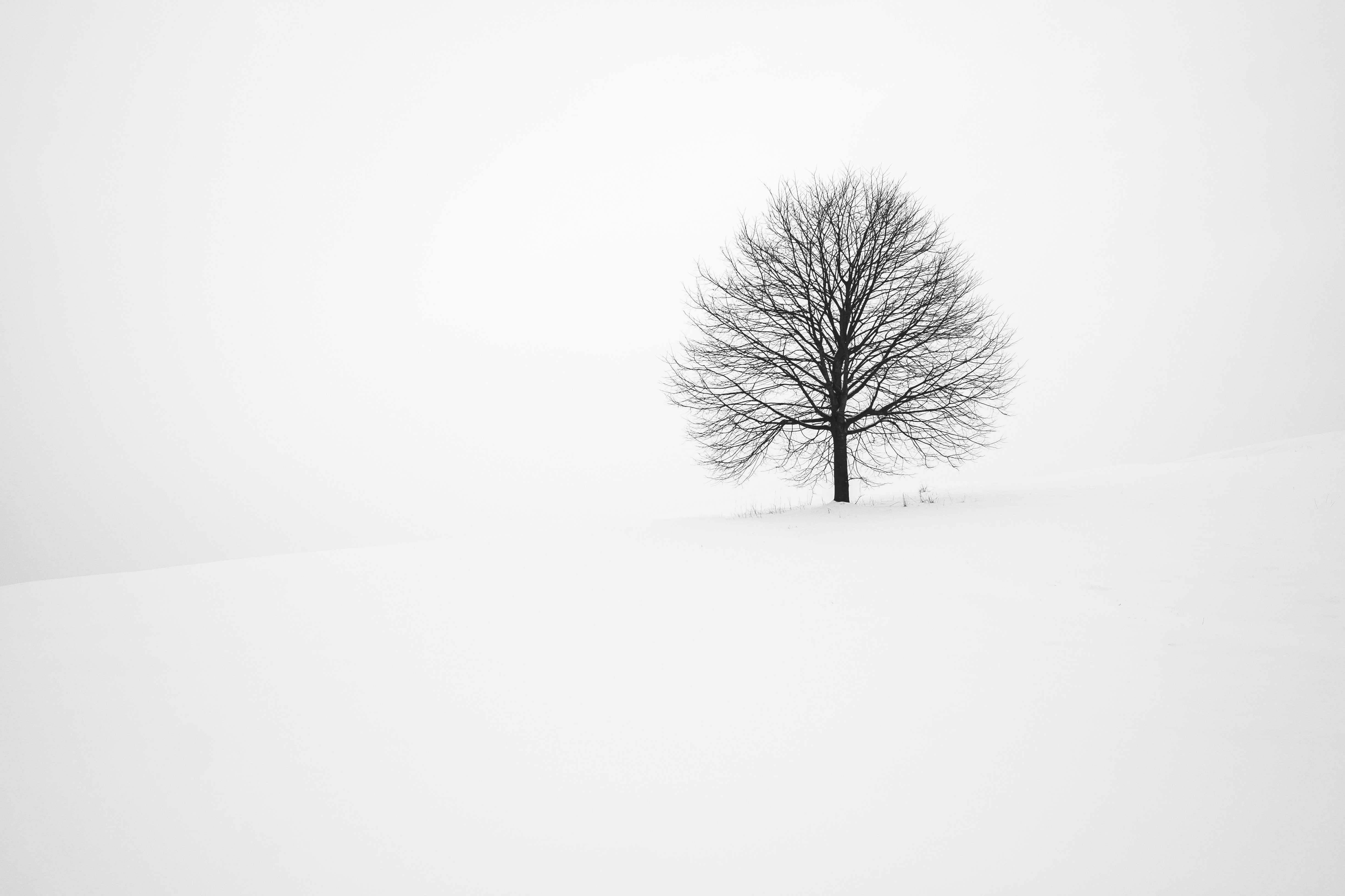 minimalism, winter, snow, wood, tree, bw, chb HD wallpaper