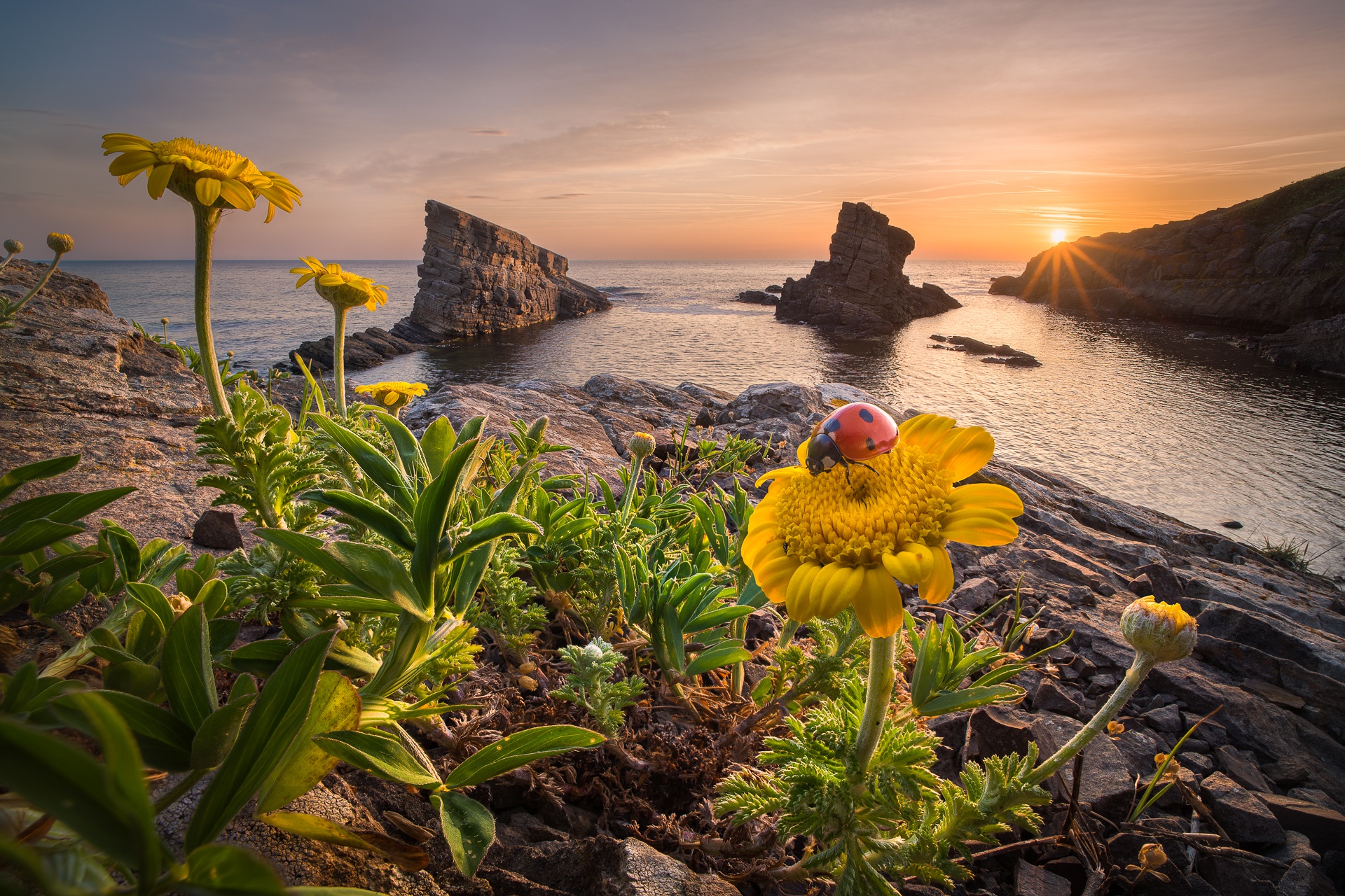 Handy-Wallpaper Tiere, Natur, Marienkäfer, Horizont, Blume, Ozean, Sonnenaufgang kostenlos herunterladen.