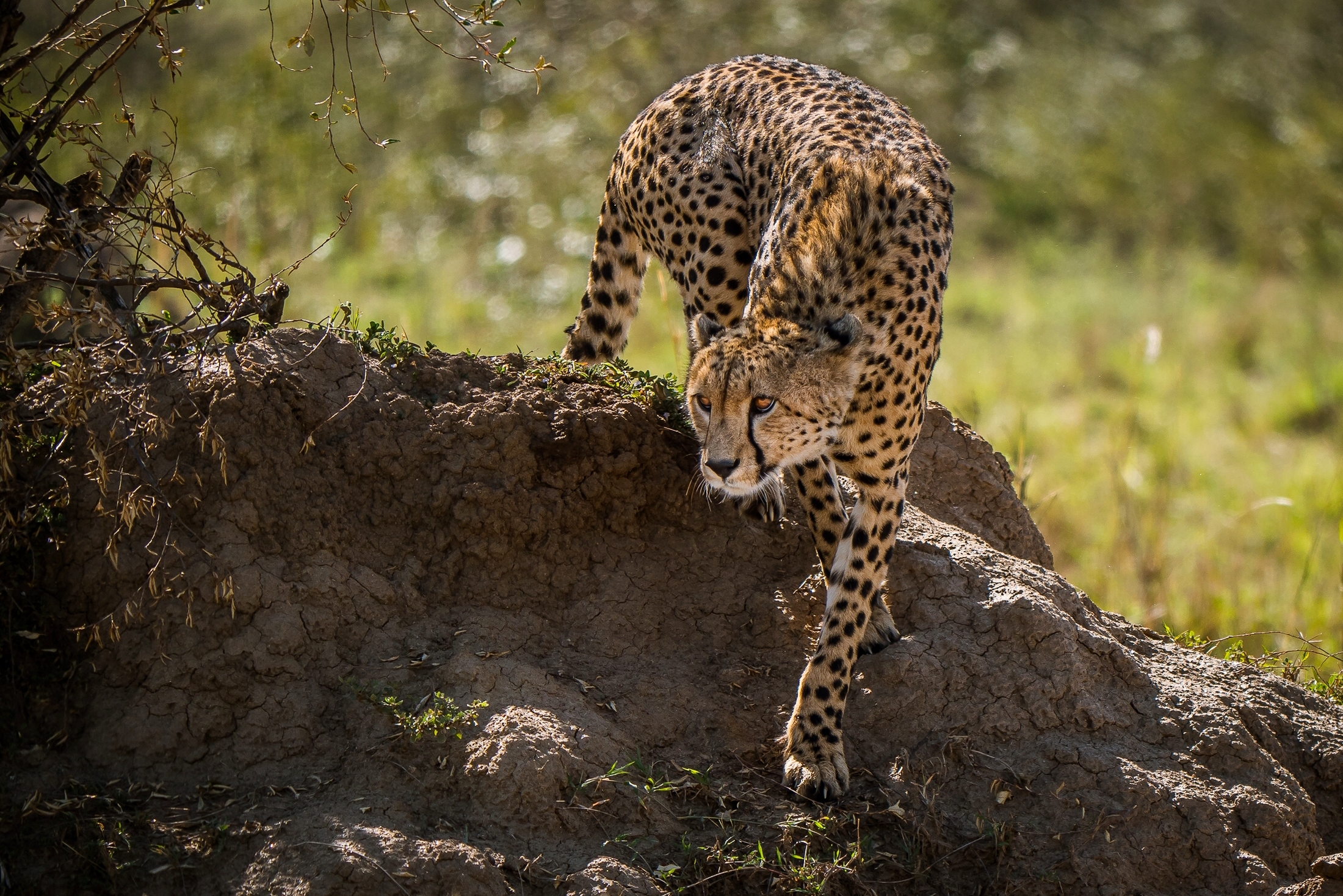 Download mobile wallpaper Cheetah, Cats, Animal for free.