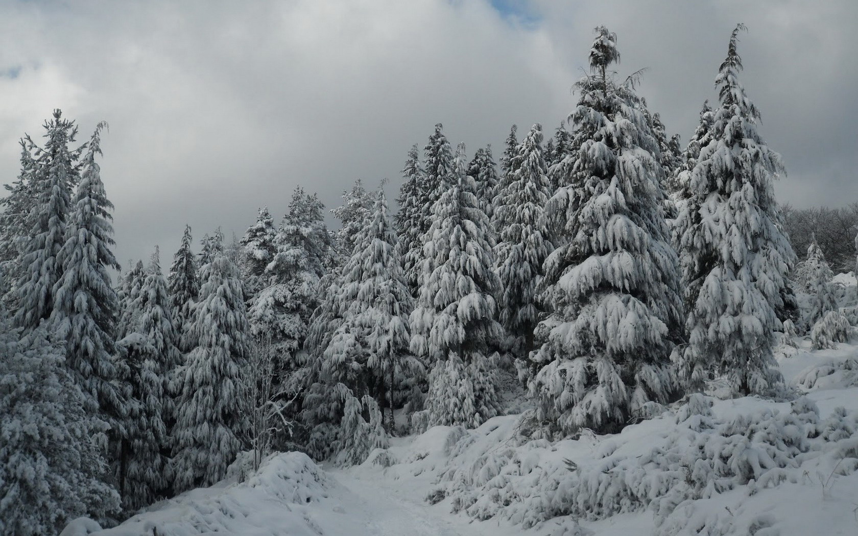 Téléchargez des papiers peints mobile Hiver, Forêt, Arbre, Terre/nature, Neiger gratuitement.