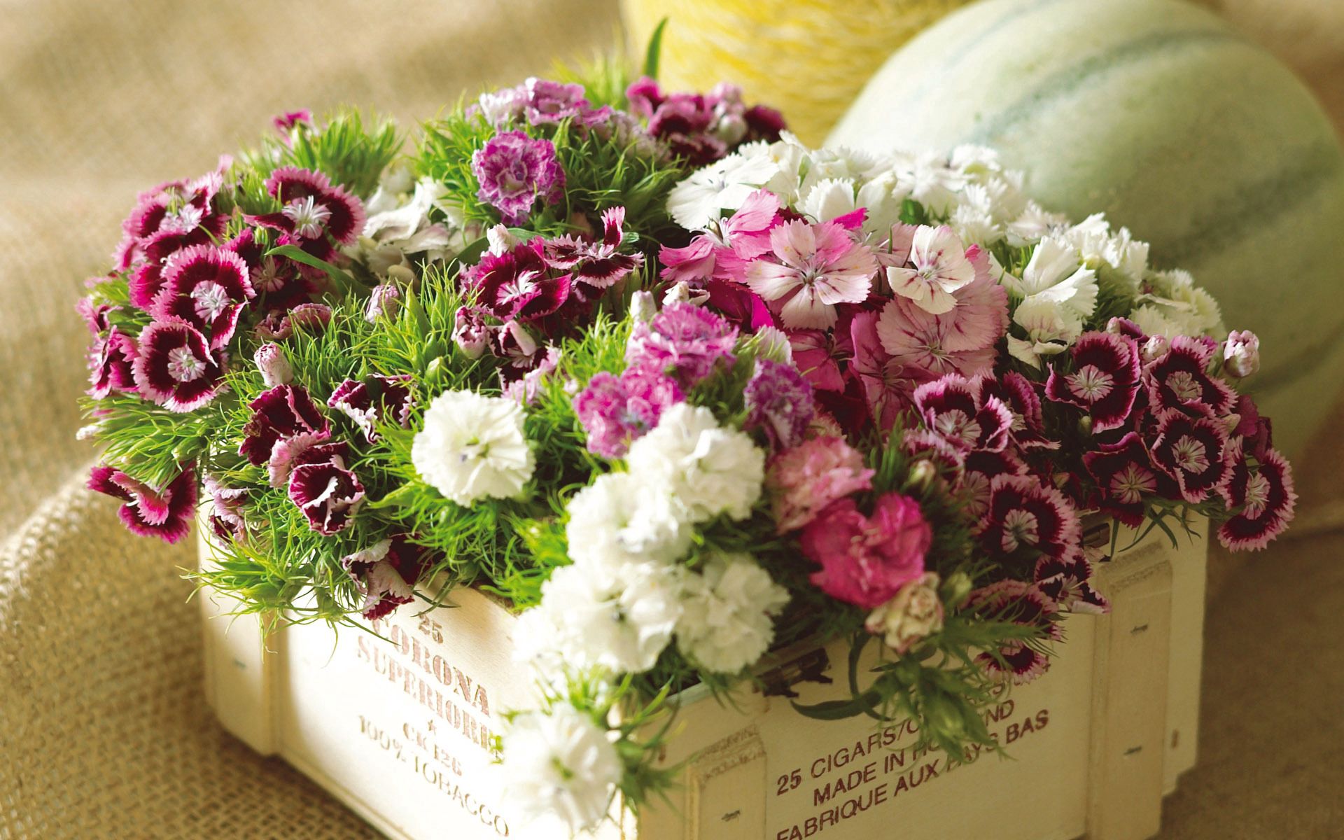 bouquet, flowers, grass, carnations, multicolored, box