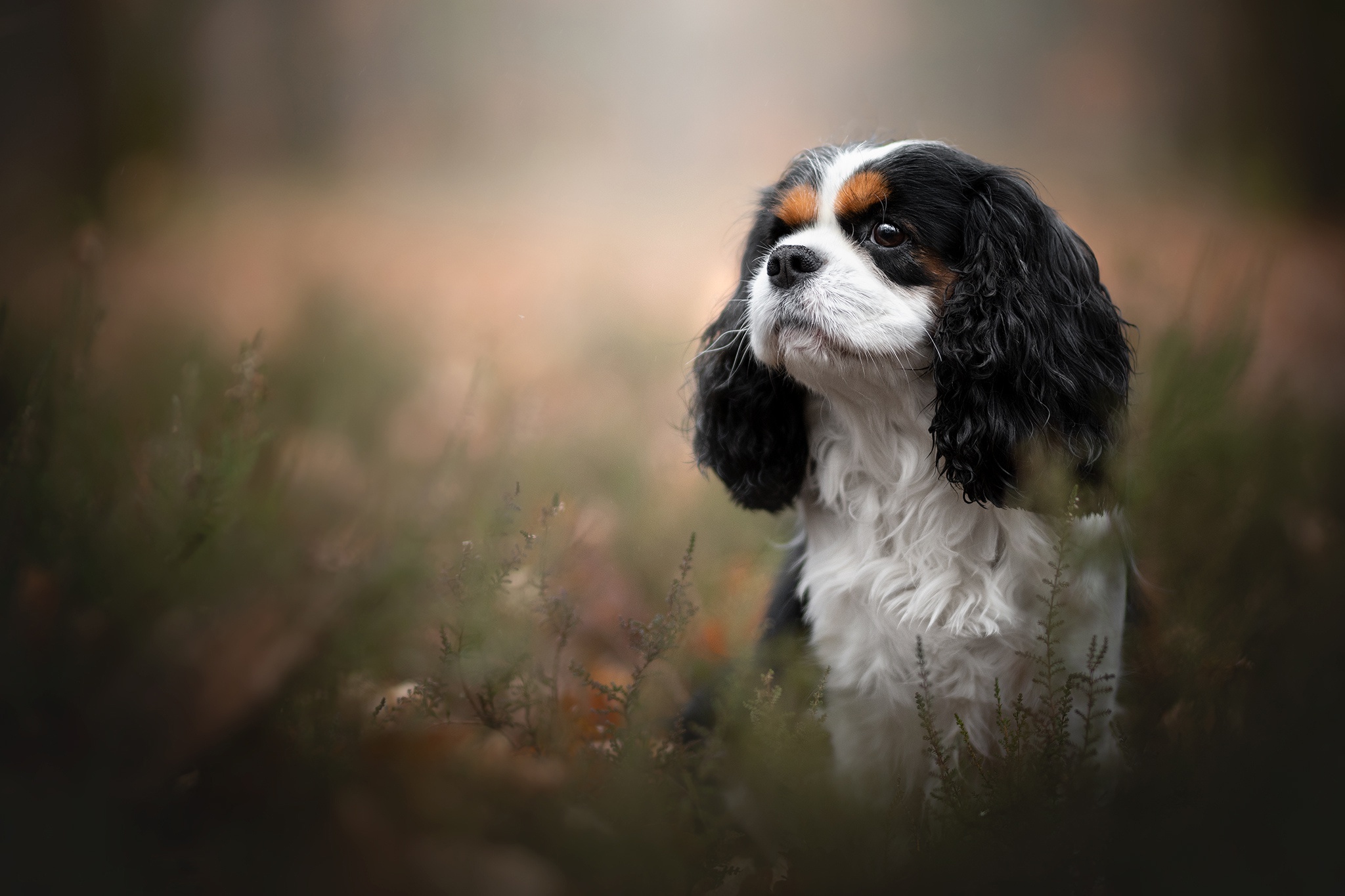 Download mobile wallpaper Dogs, Dog, Animal, King Charles Spaniel for free.