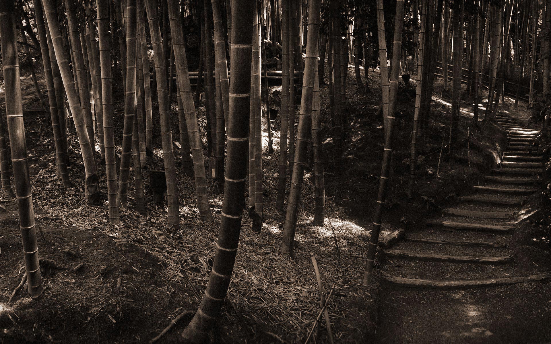 160879 Bild herunterladen erde/natur, bambus, wald - Hintergrundbilder und Bildschirmschoner kostenlos