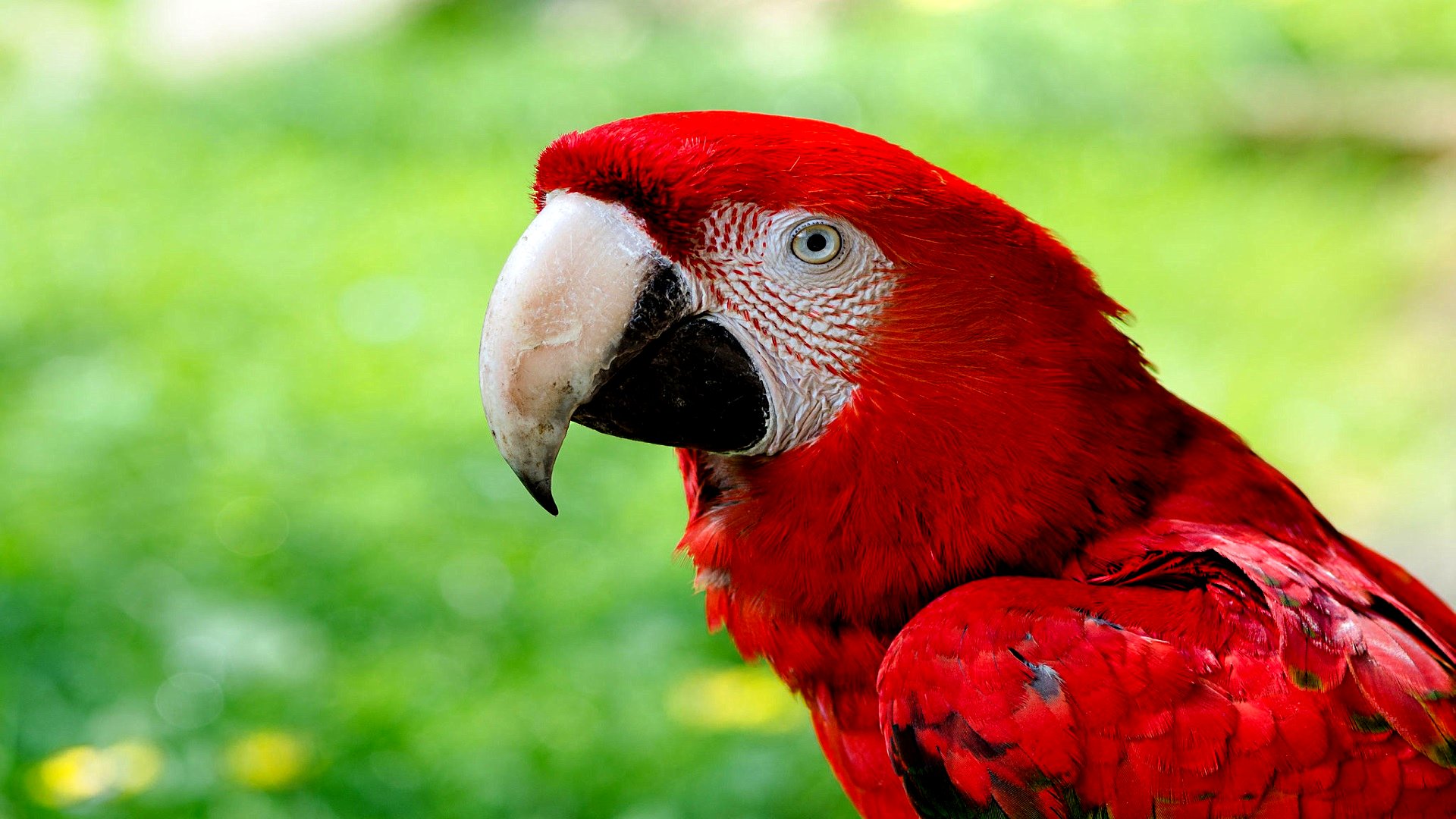 無料モバイル壁紙動物, 赤と緑のコンゴウインコをダウンロードします。