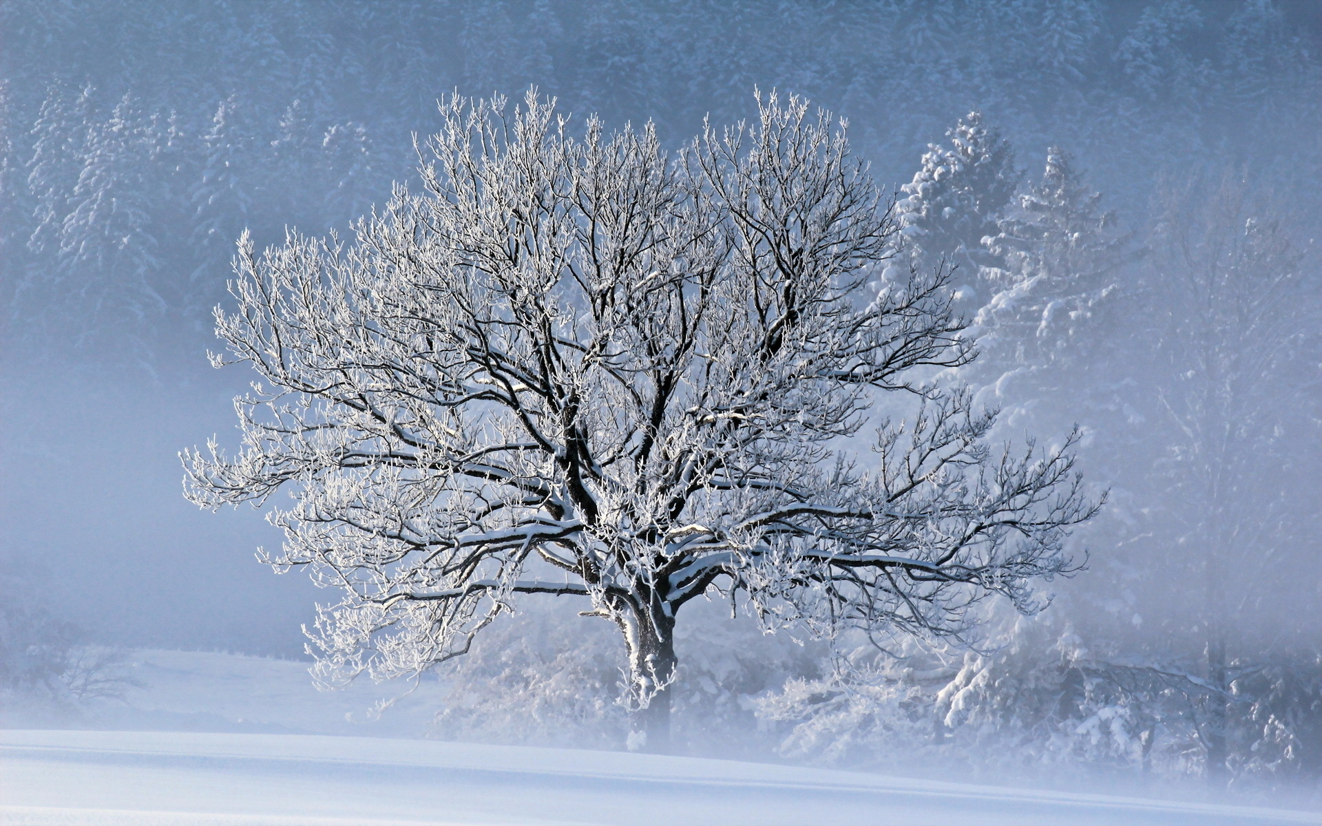 Baixar papel de parede para celular de Inverno, Terra/natureza gratuito.