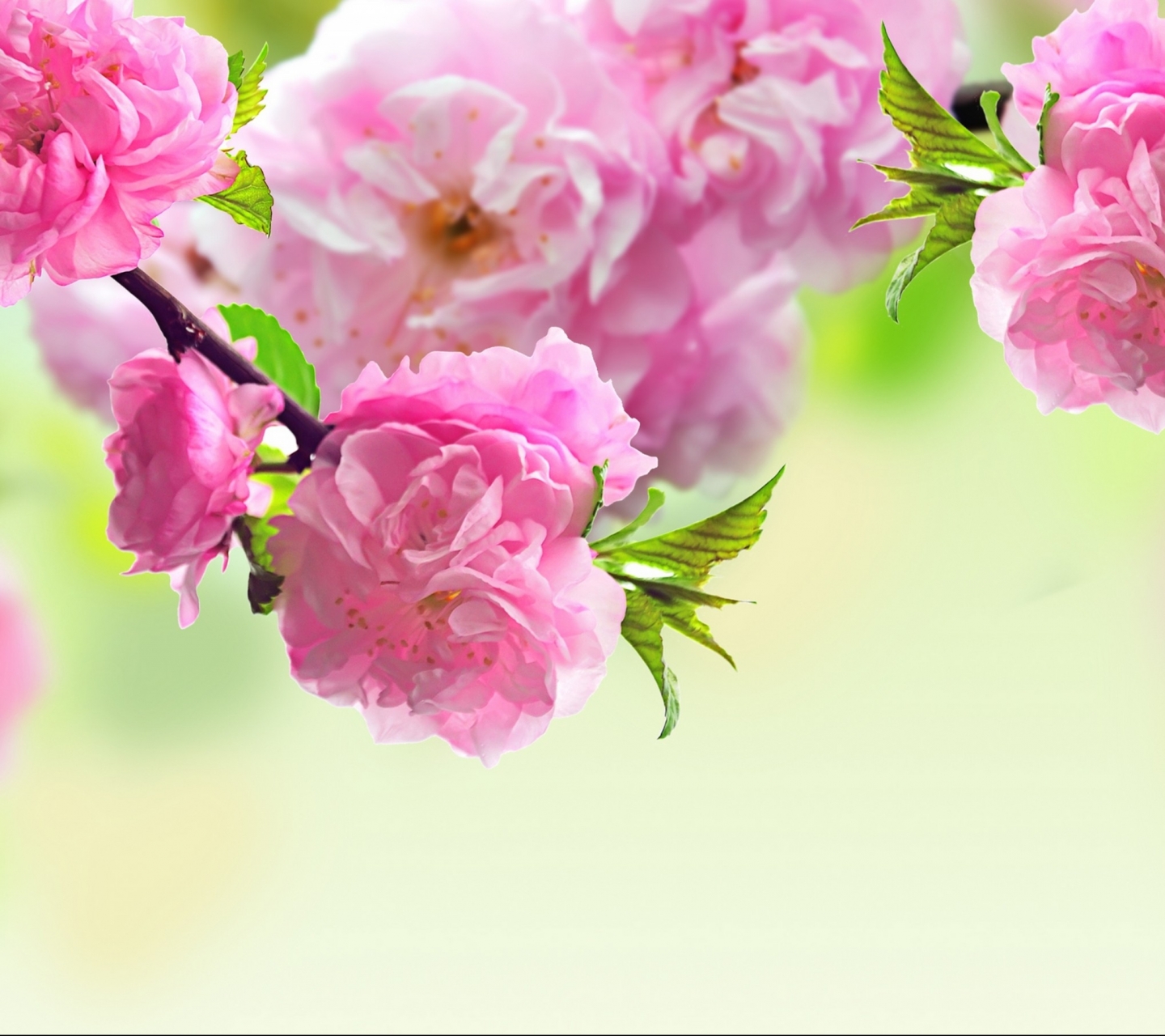 Download mobile wallpaper Sakura, Earth for free.