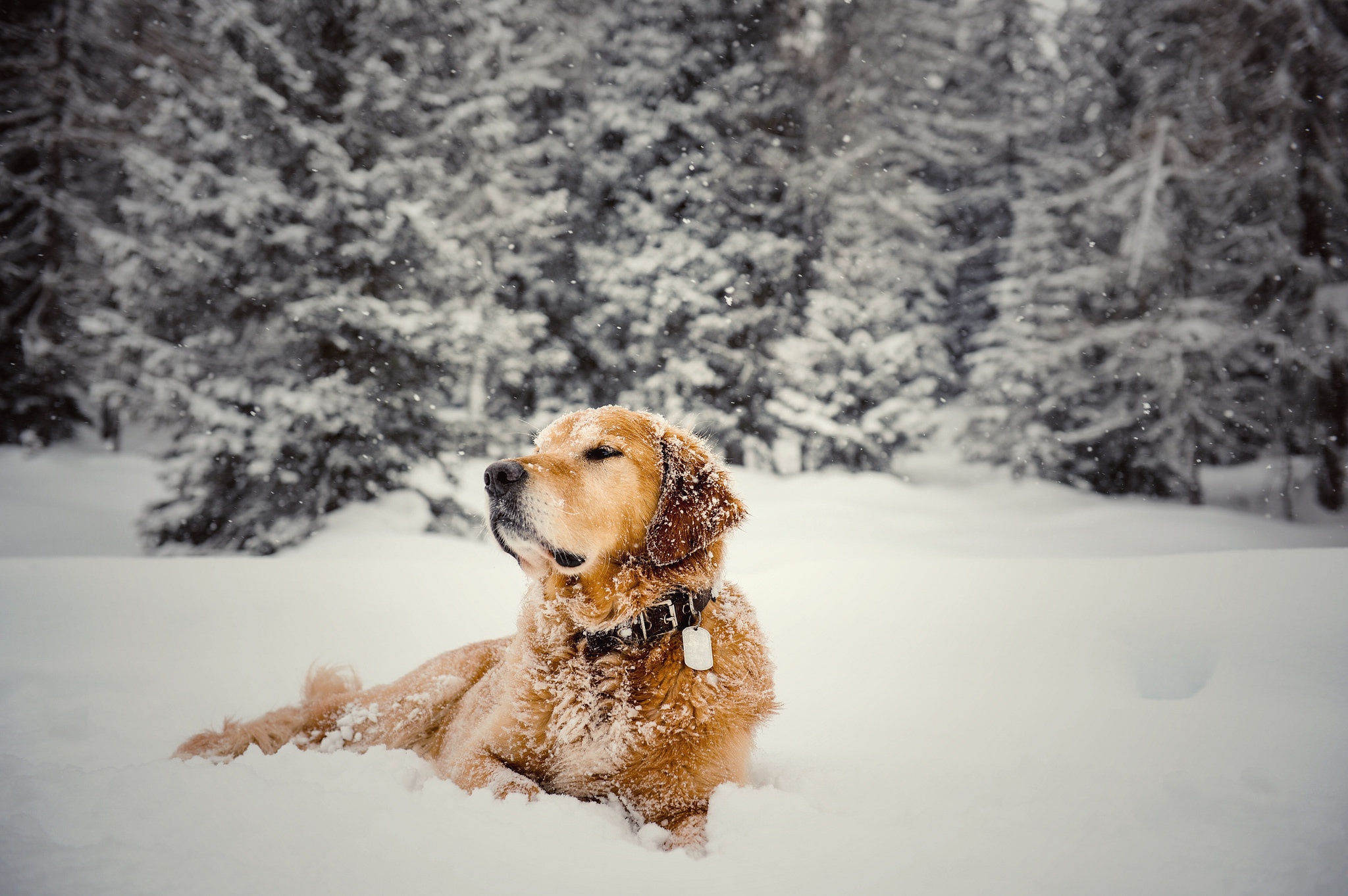 無料モバイル壁紙動物, 冬, 雪, 犬, ゴールデンレトリバーをダウンロードします。