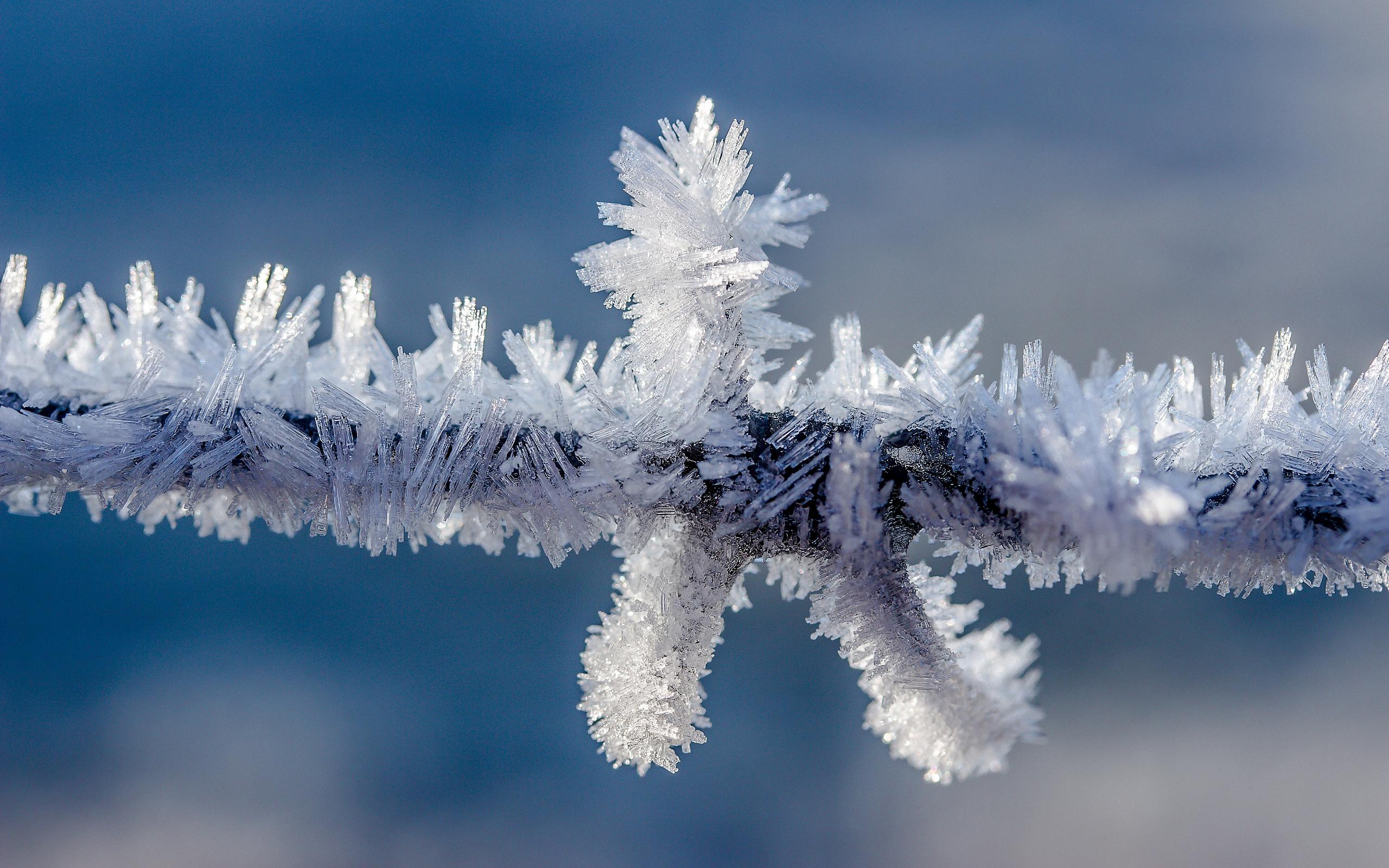 Handy-Wallpaper Schnee, Makro, Ast, Frost, Fotografie kostenlos herunterladen.