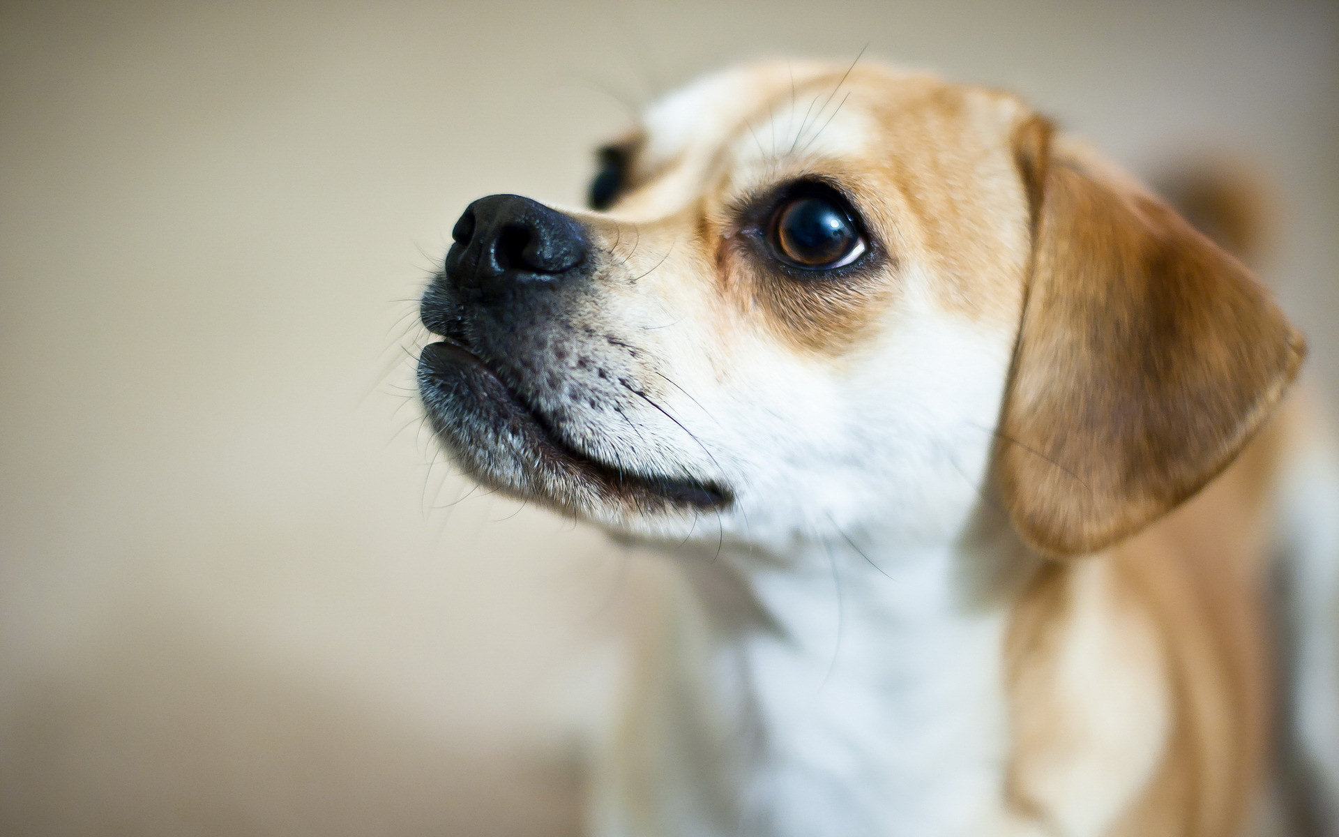 Baixe gratuitamente a imagem Animais, Cães, Cão na área de trabalho do seu PC