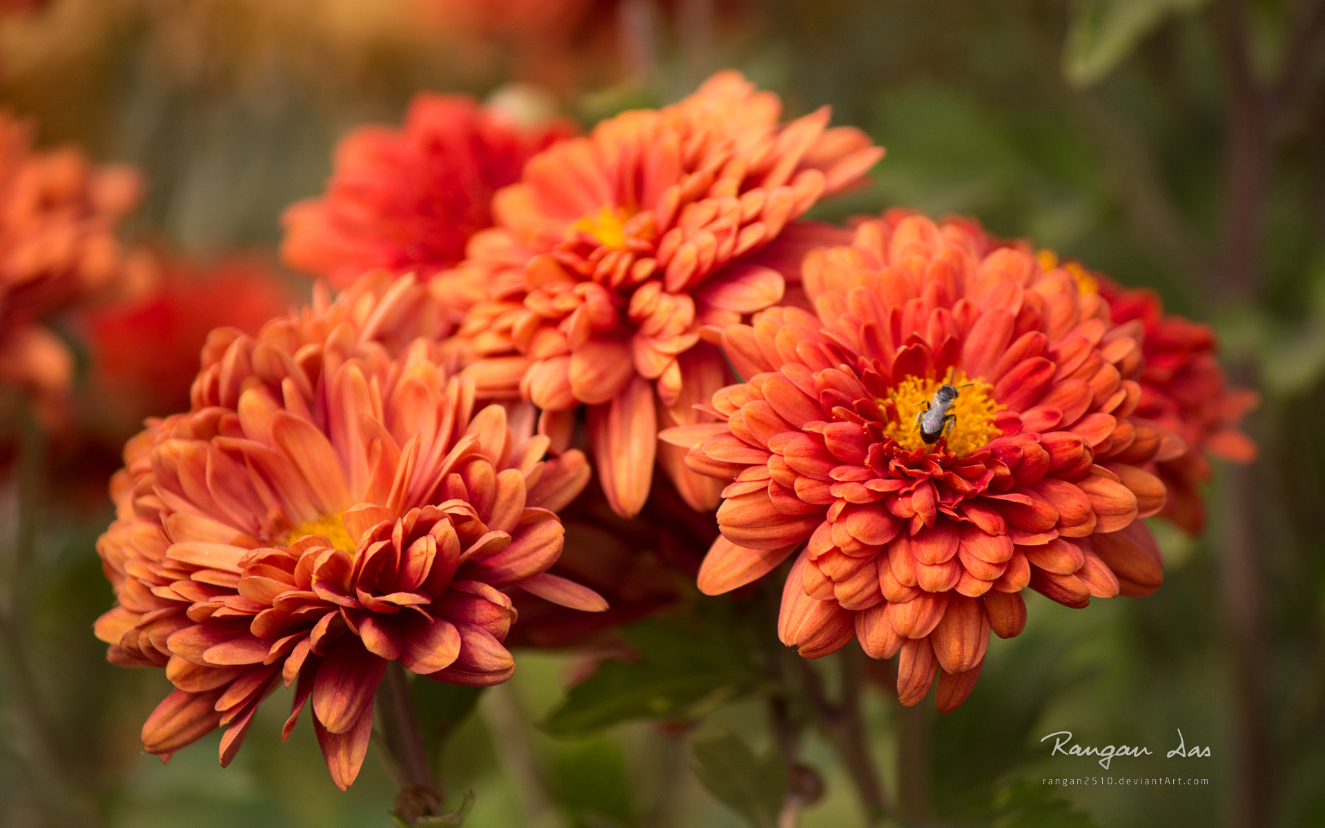 Descarga gratis la imagen Flores, Flor, Tierra/naturaleza en el escritorio de tu PC