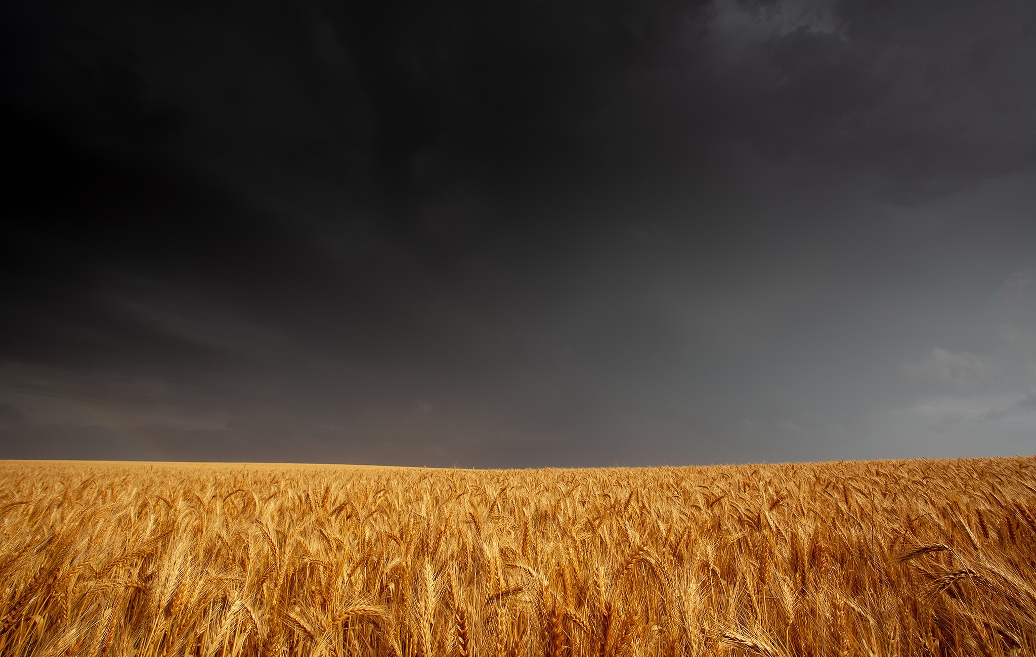 Download mobile wallpaper Sky, Summer, Wheat, Earth, Field for free.