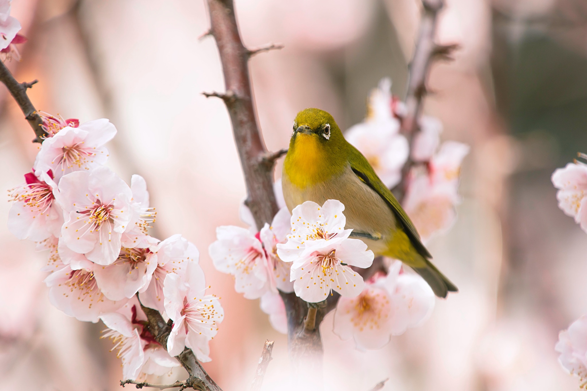 Handy-Wallpaper Tiere, Vögel, Vogel, Blüte, Japanbrillenvogel kostenlos herunterladen.