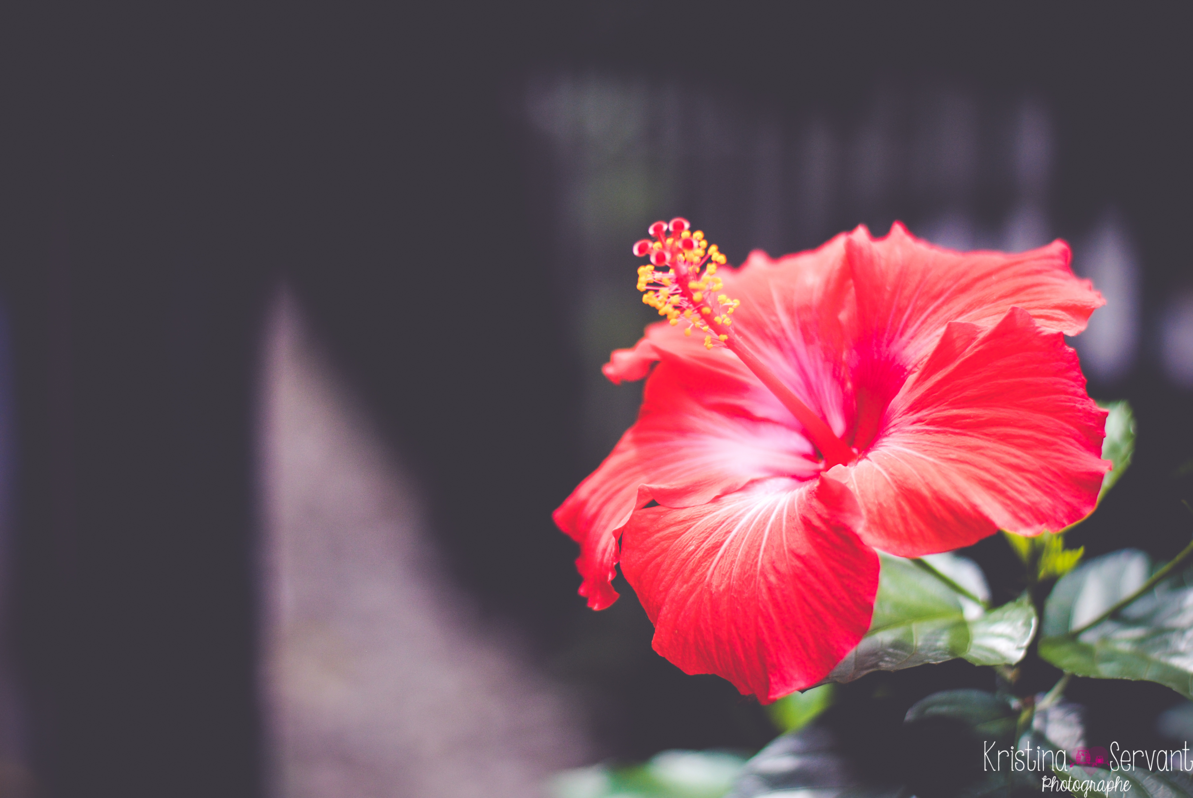 flowers, red, flower, close up, hibiscus