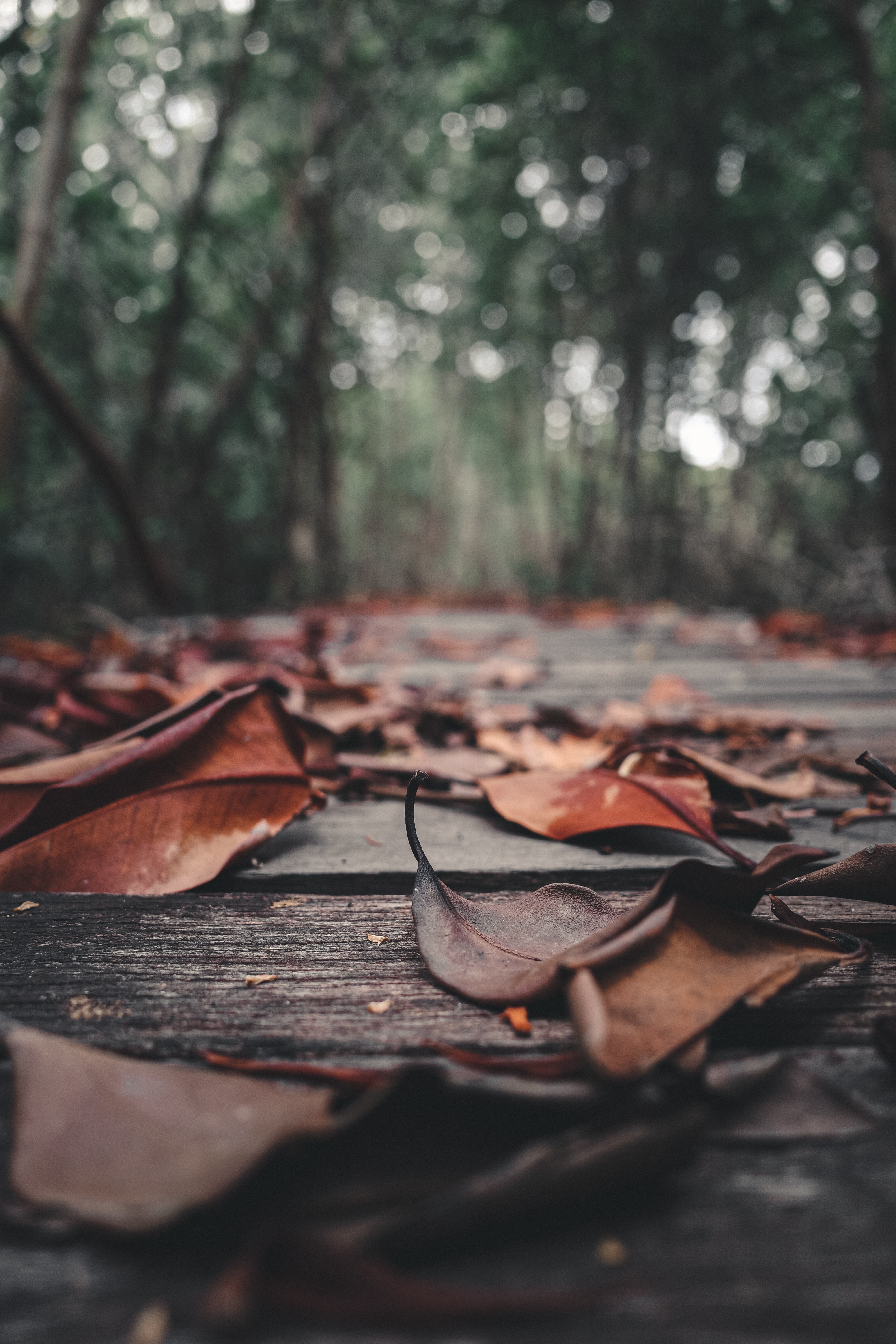 autumn, wooden, wood, nature, leaves, foliage, planks, board 32K