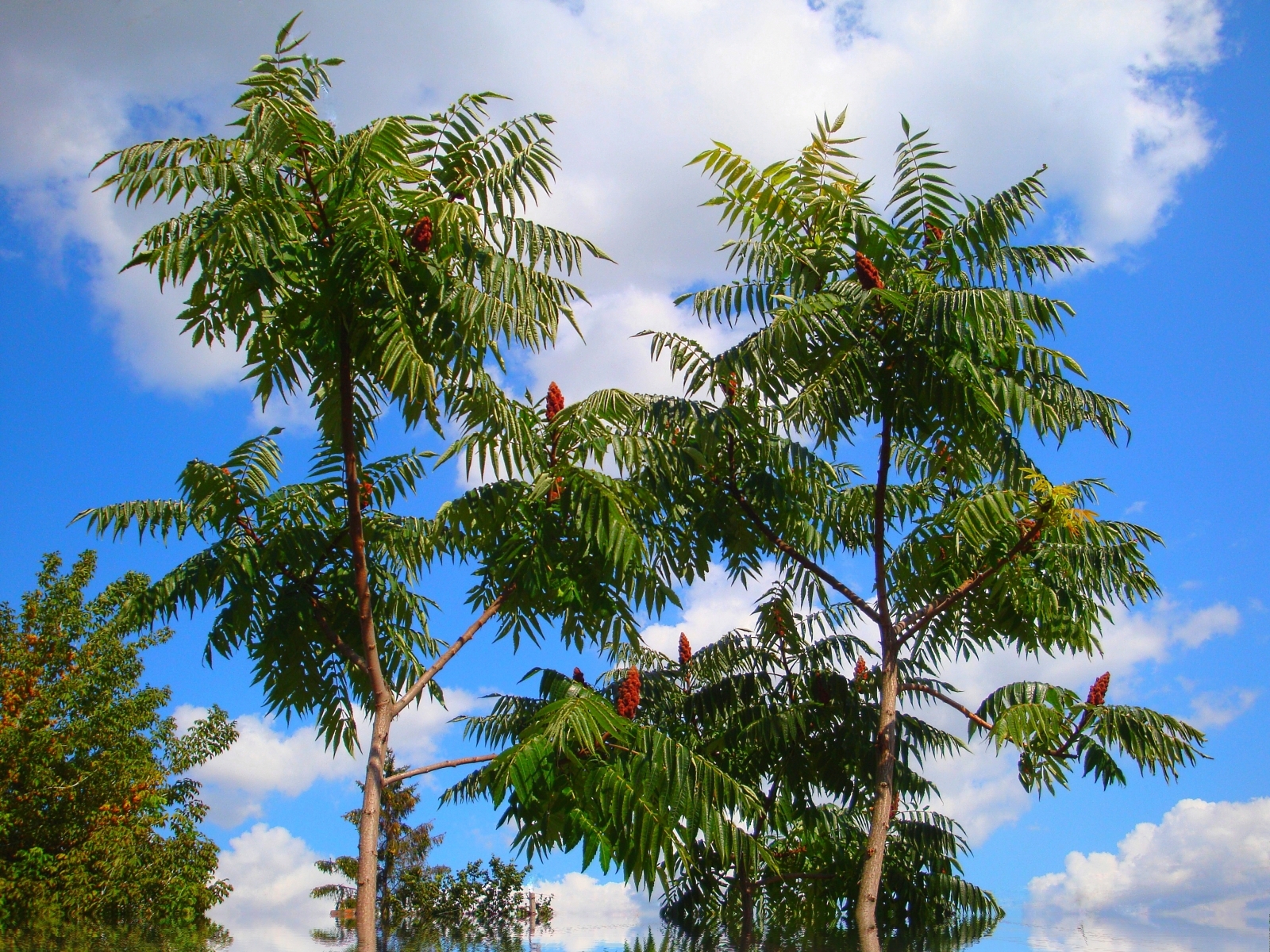 Скачать обои бесплатно Деревья, Небо, Растения картинка на рабочий стол ПК