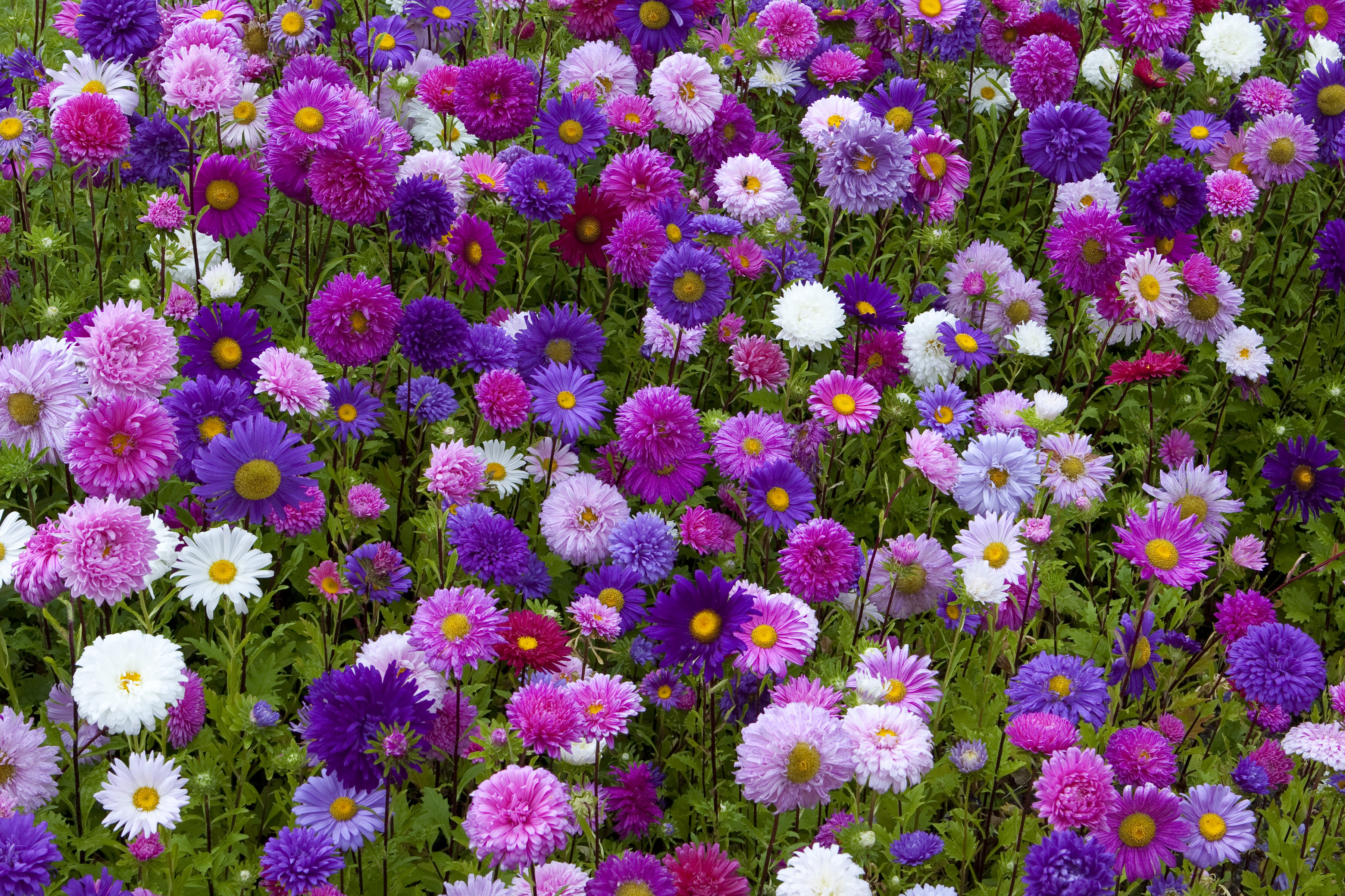 Download mobile wallpaper Flowers, Flower, Earth, Field, Daisy, White Flower, Purple Flower, Pink Flower for free.