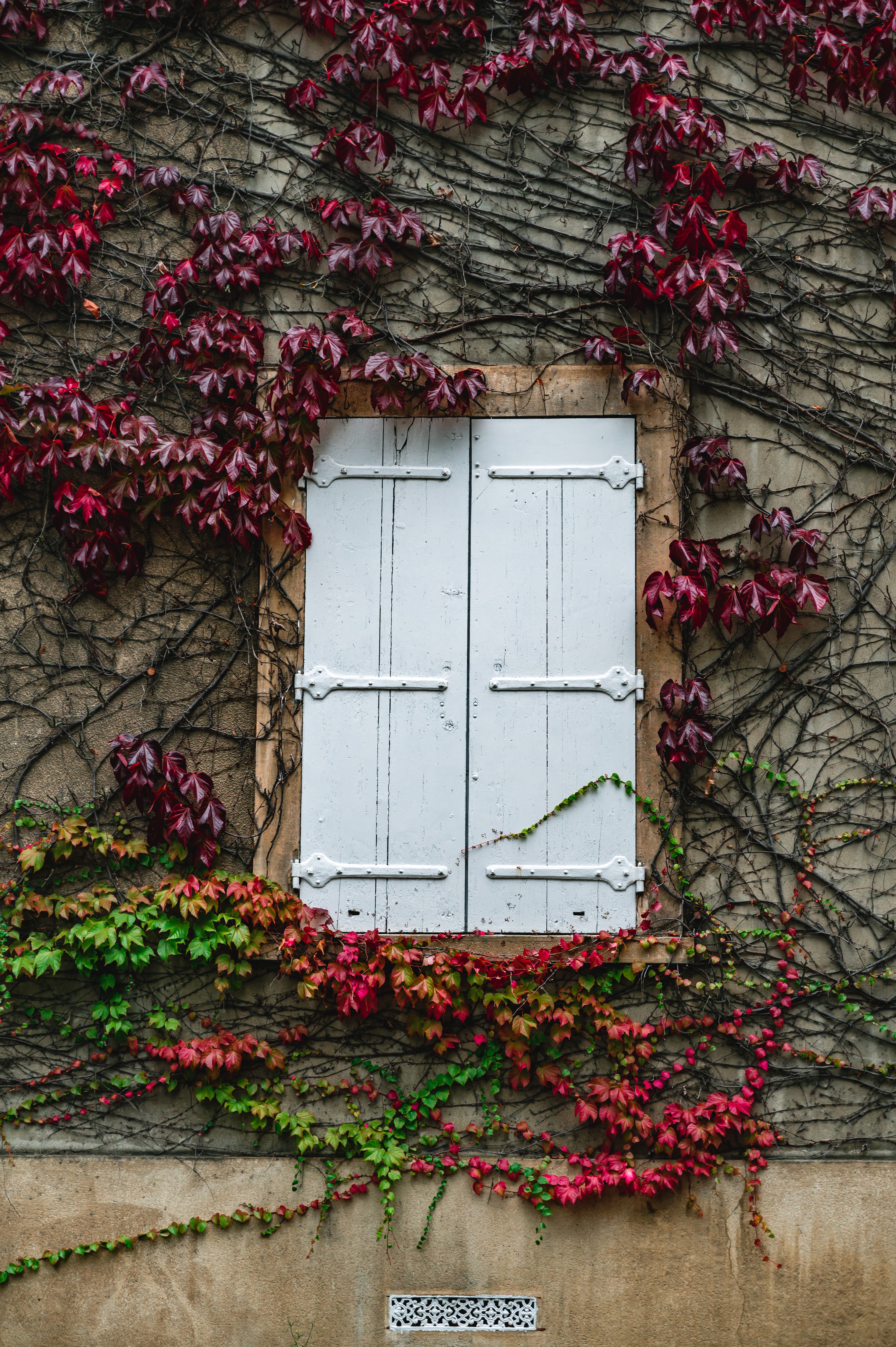 Free download wallpaper Building, Plant, Miscellanea, Miscellaneous, Ivy, Window, Wall on your PC desktop