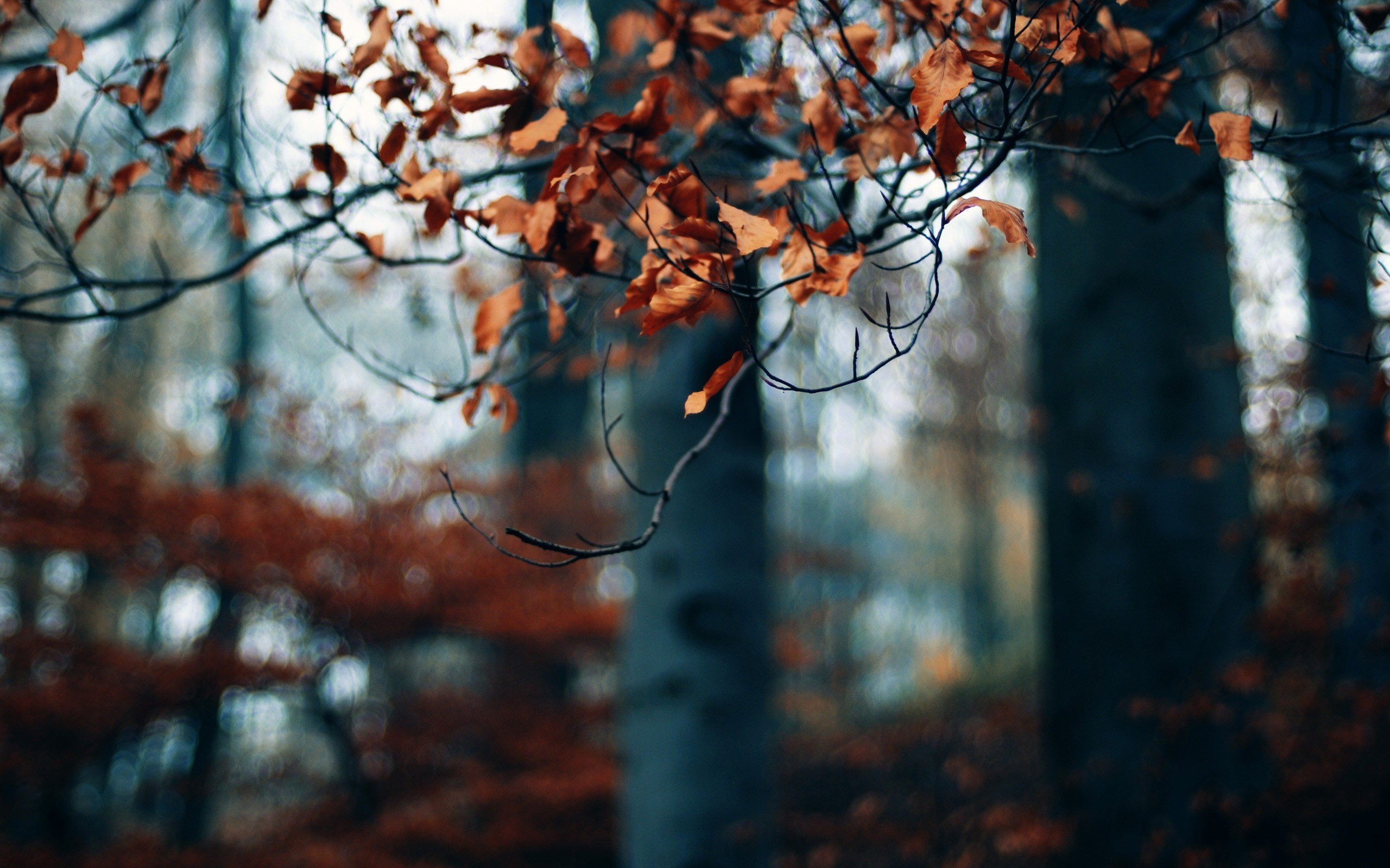 Laden Sie das Herbst, Blatt, Ast, Jahreszeit, Erde/natur-Bild kostenlos auf Ihren PC-Desktop herunter