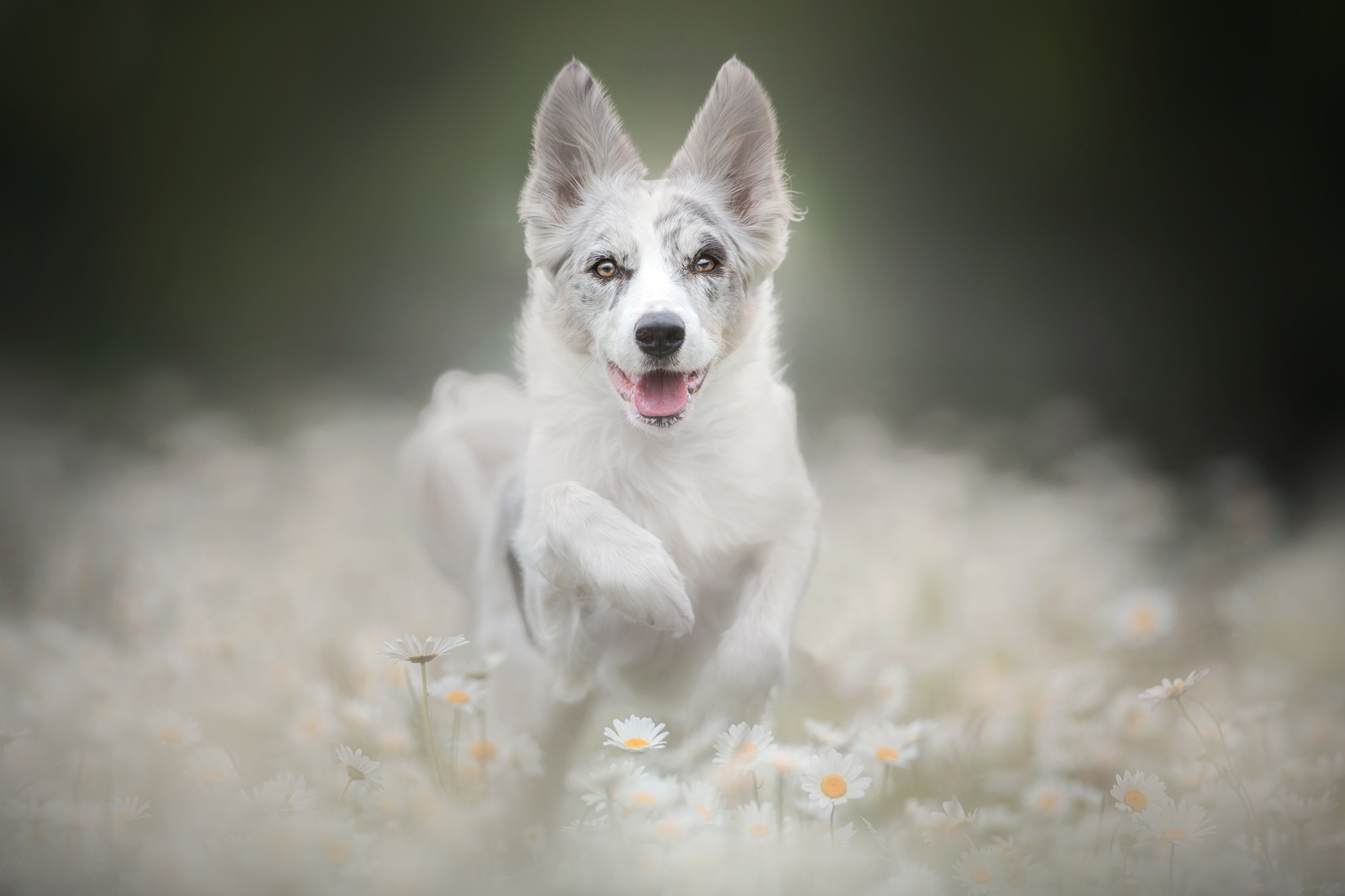 Handy-Wallpaper Hunde, Hund, Tiere kostenlos herunterladen.