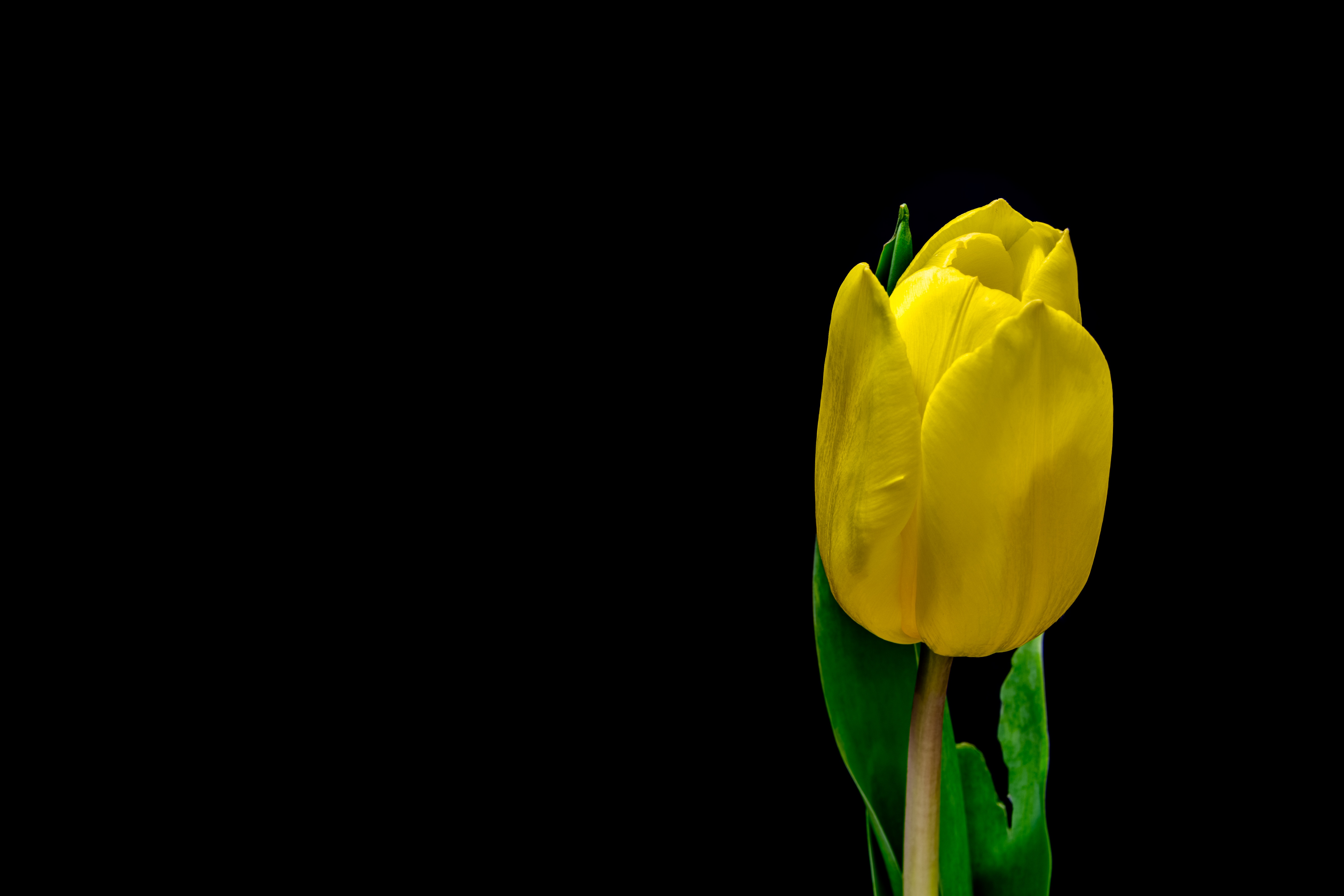Download background flower, flowers, yellow, plant, petals, tulip