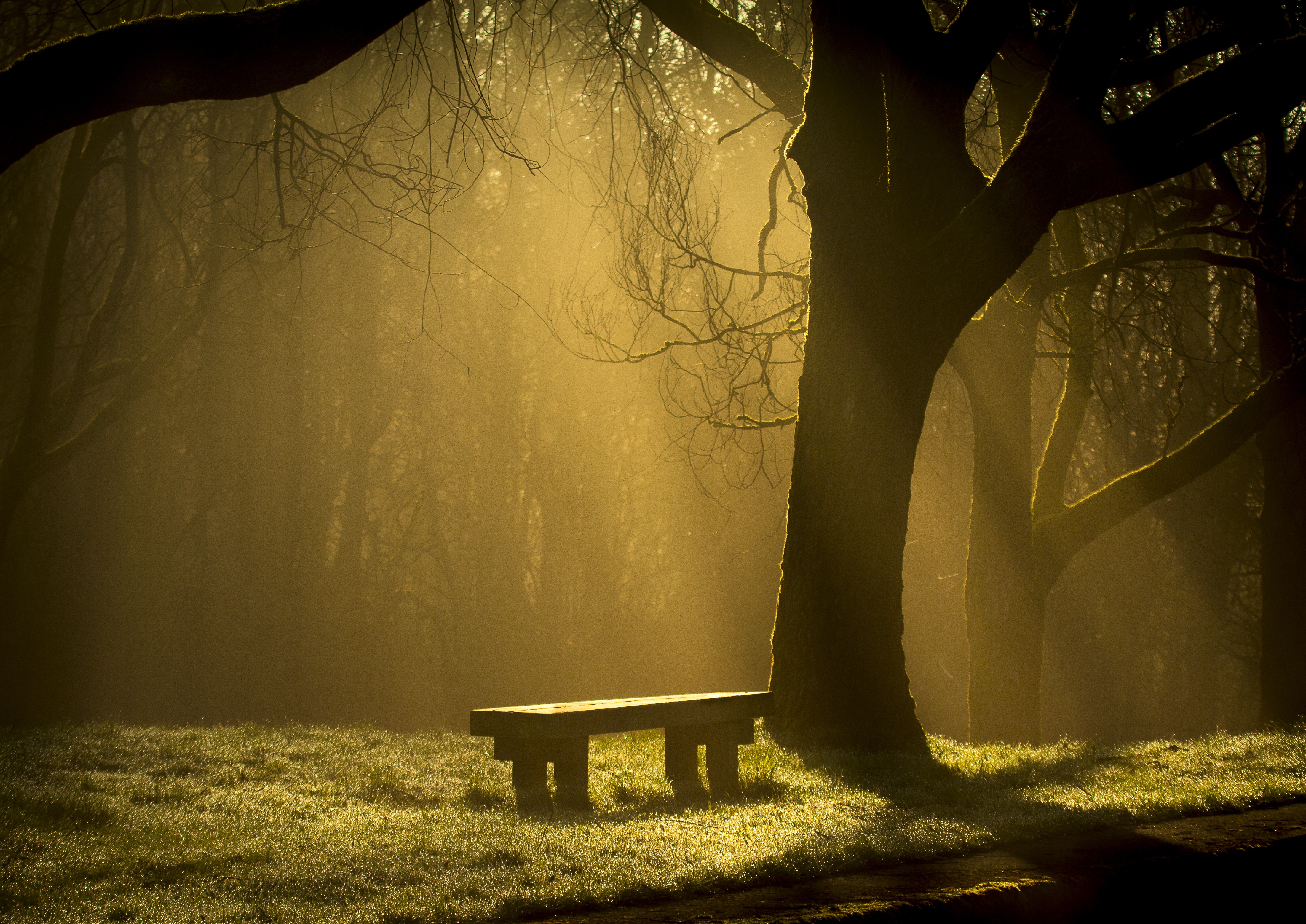 bench, nature, forest, fog