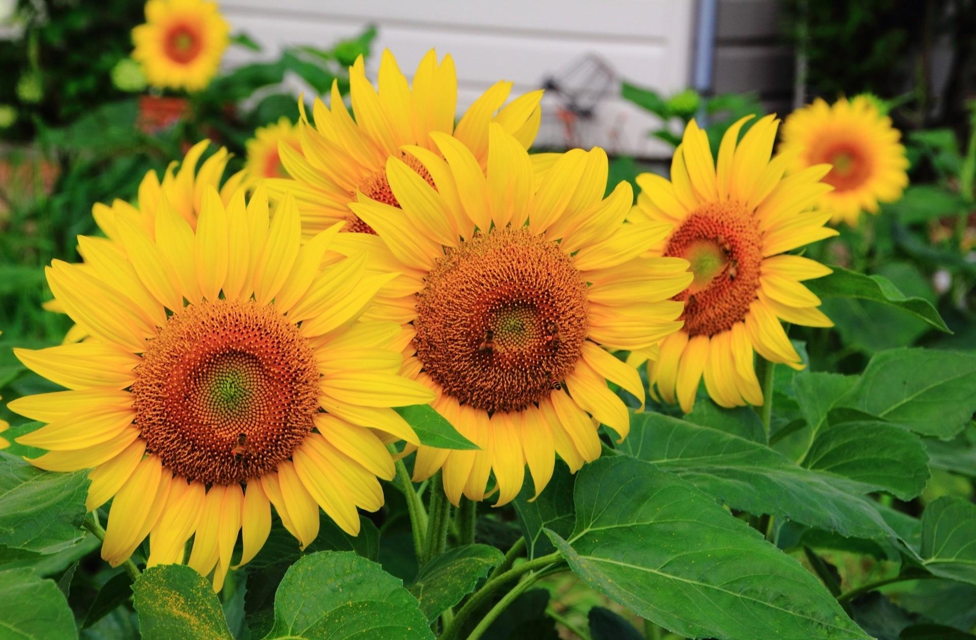 flowers, sunflowers, summer, close up, row