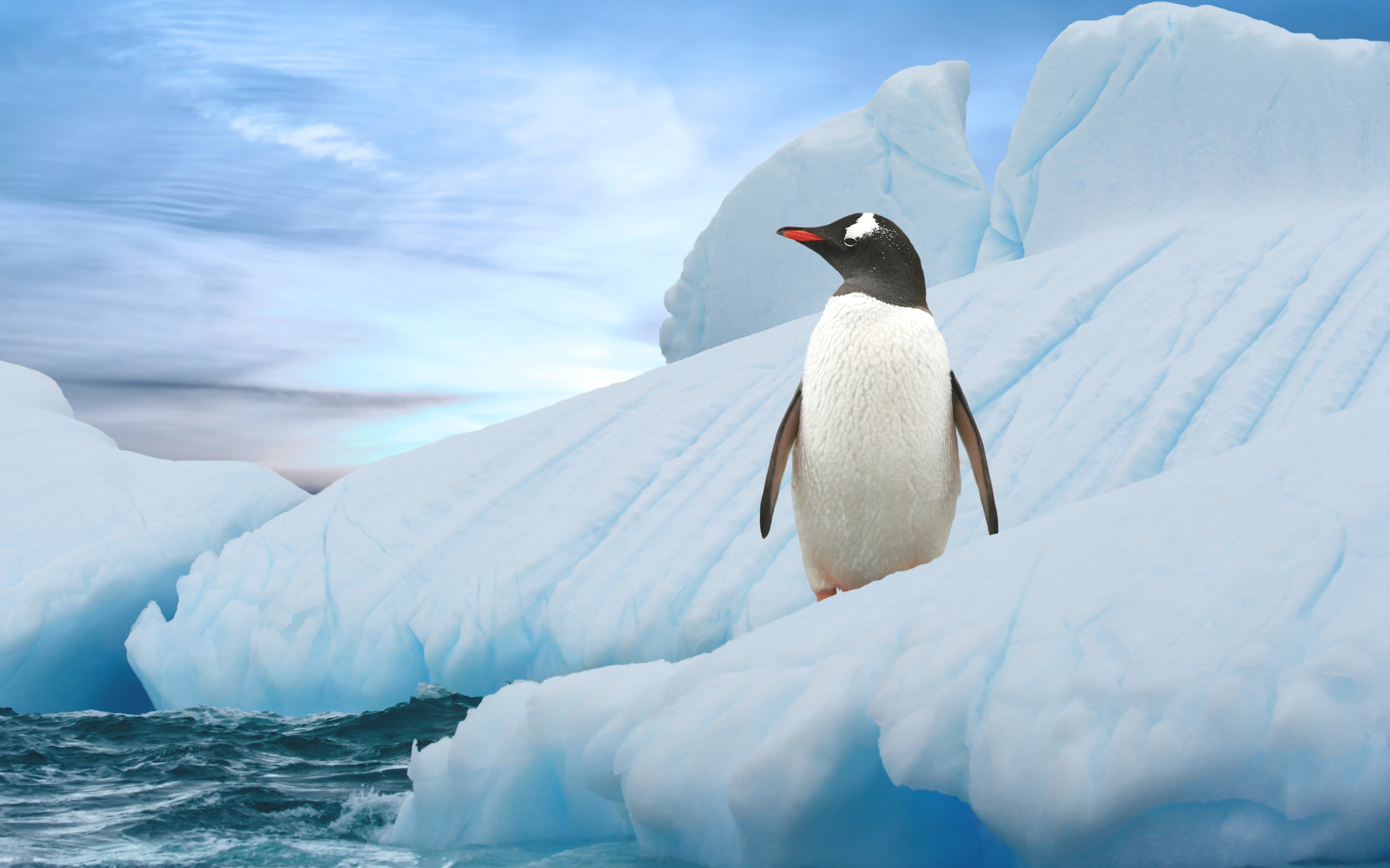 Laden Sie das Tiere, Vögel, Vogel, Pinguin-Bild kostenlos auf Ihren PC-Desktop herunter