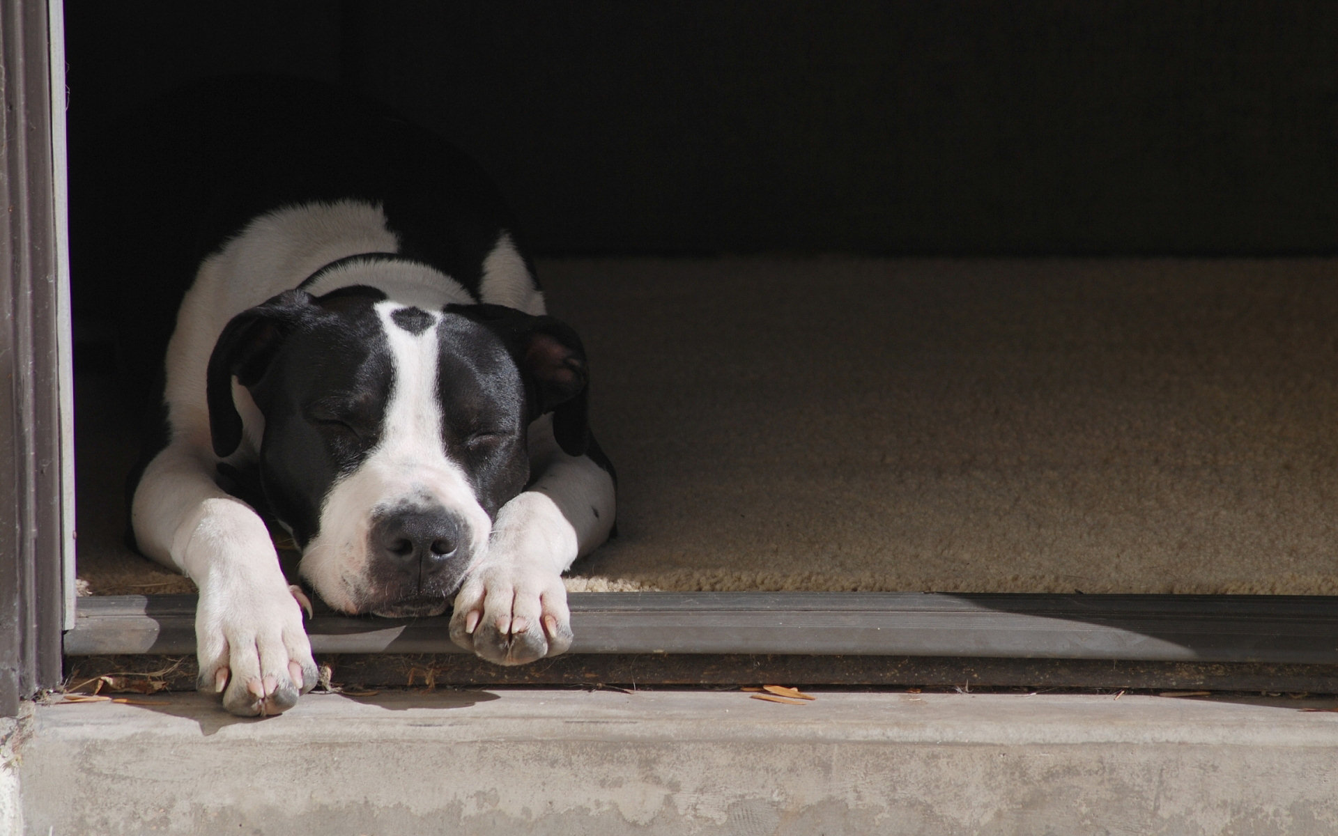 Descarga gratuita de fondo de pantalla para móvil de Animales, Perros, Perro.