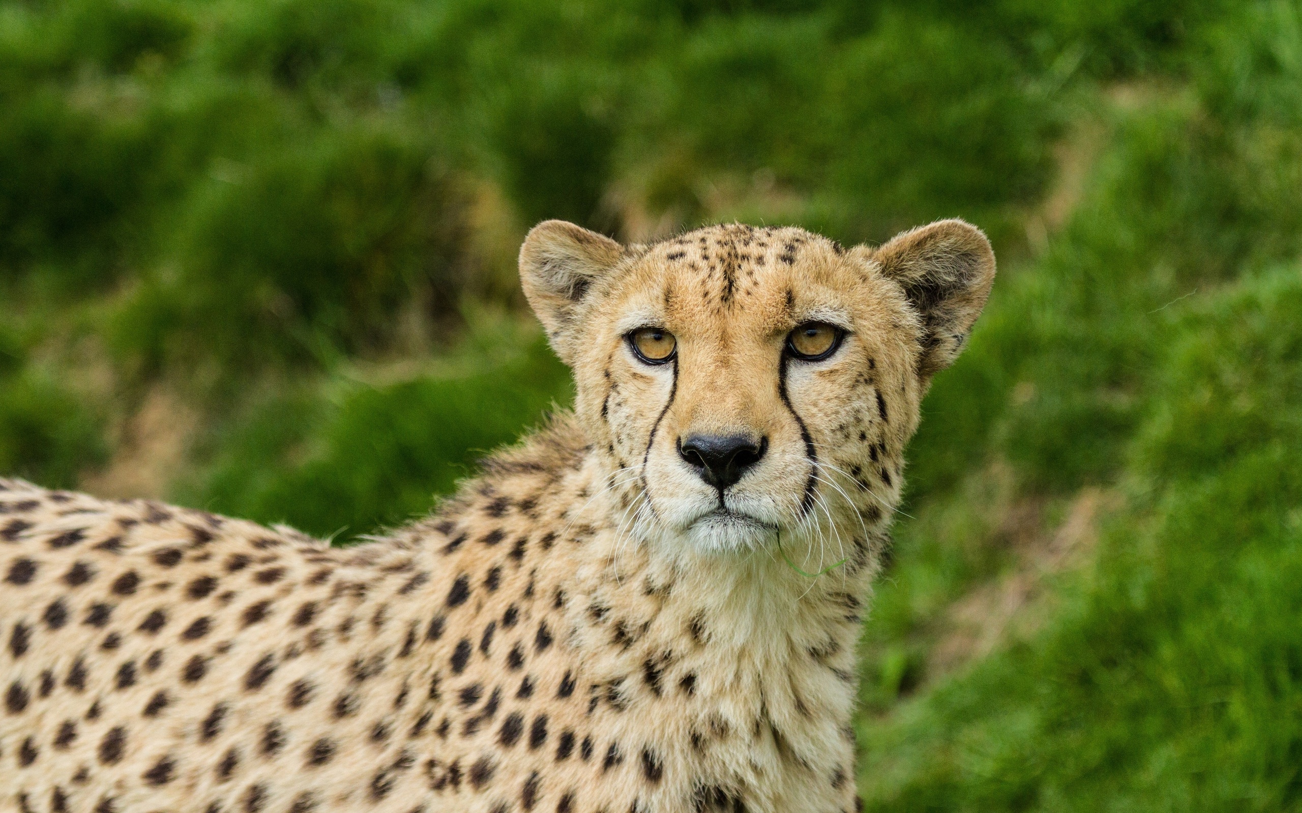 Téléchargez gratuitement l'image Guépard, Chats, Animaux sur le bureau de votre PC