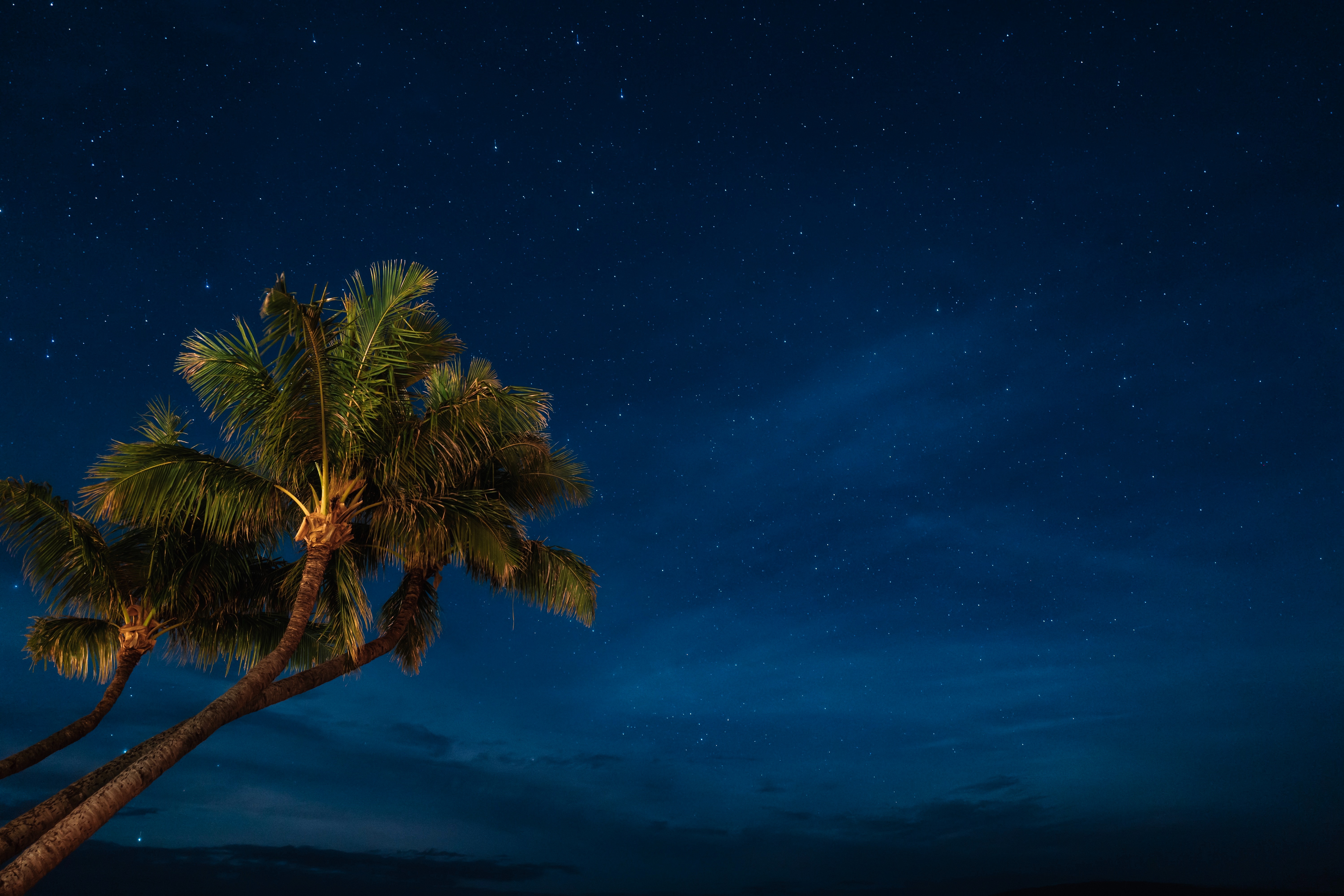 night, nature, palms, starry sky, tropics Desktop Wallpaper