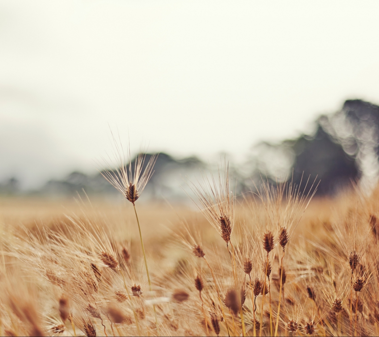 Laden Sie das Gras, Erde/natur-Bild kostenlos auf Ihren PC-Desktop herunter