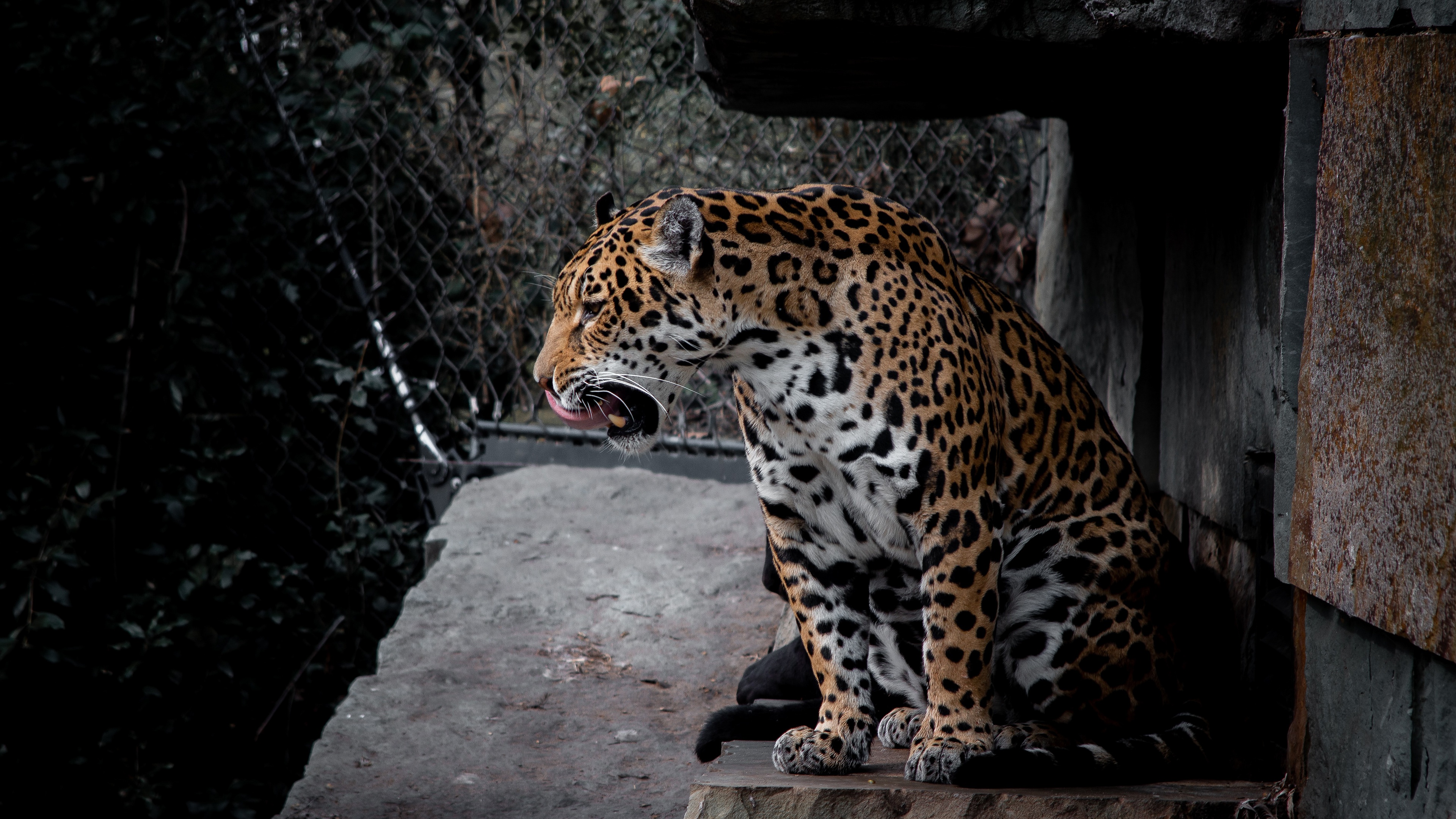 Descarga gratuita de fondo de pantalla para móvil de Animales, Gatos, Jaguar.